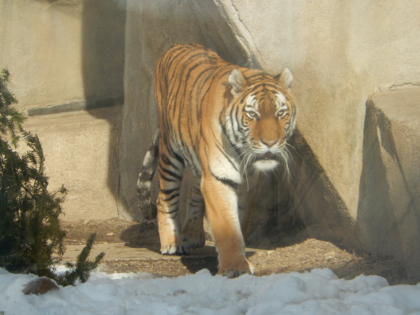 1/6/2016 - Amur Tiger