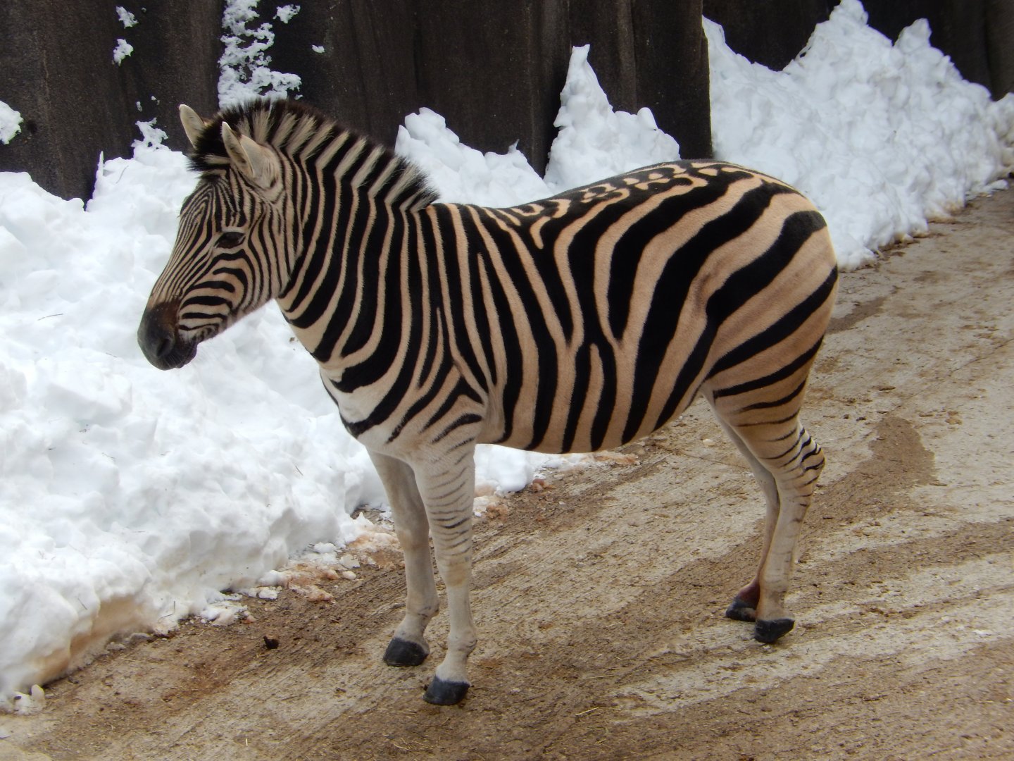 1/6/2016 - Damara Zebra