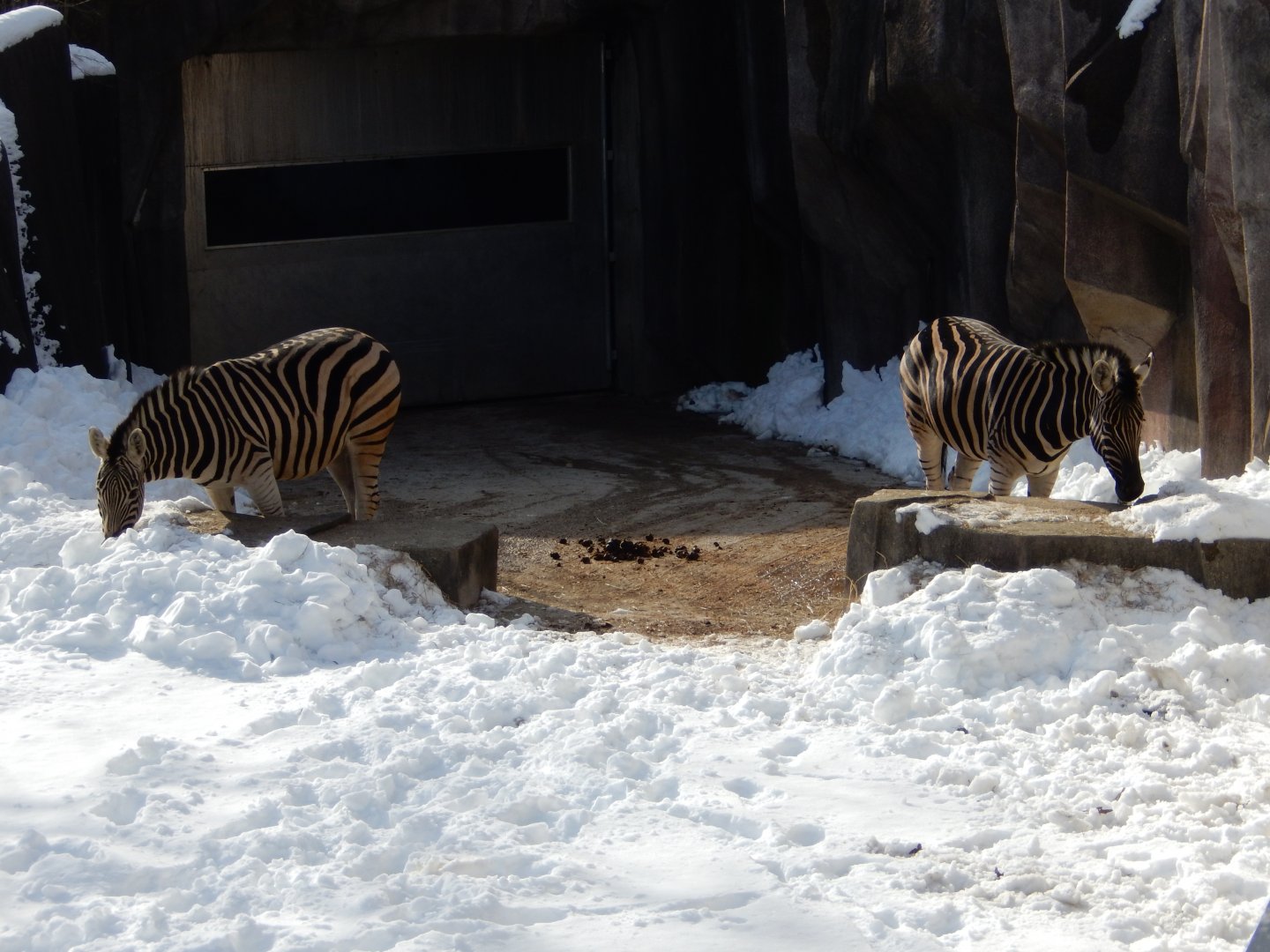 1/6/2016 - Damara Zebras (!)