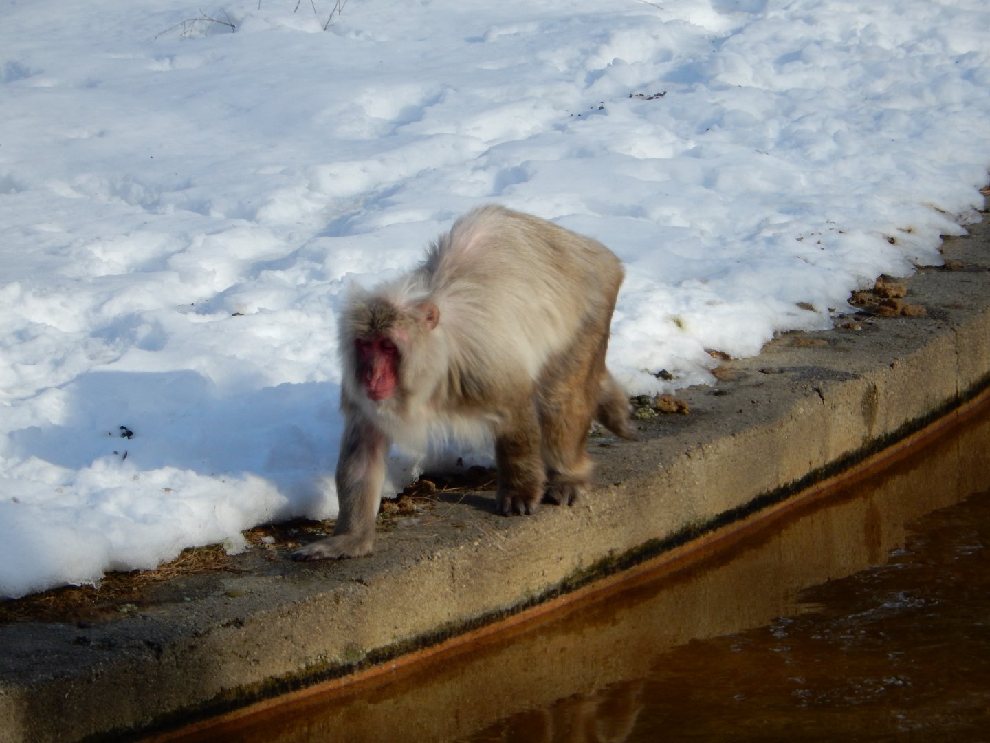 1/6/2016 - Japanese Macaque