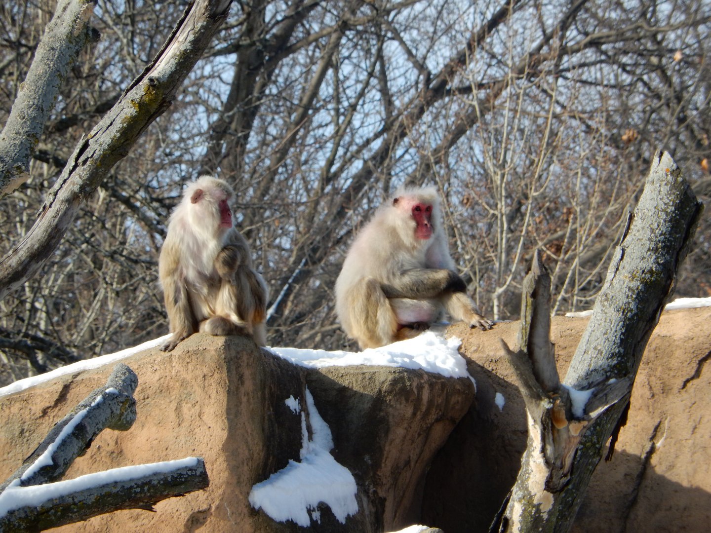 1/6/2016 - Japanese Macaques