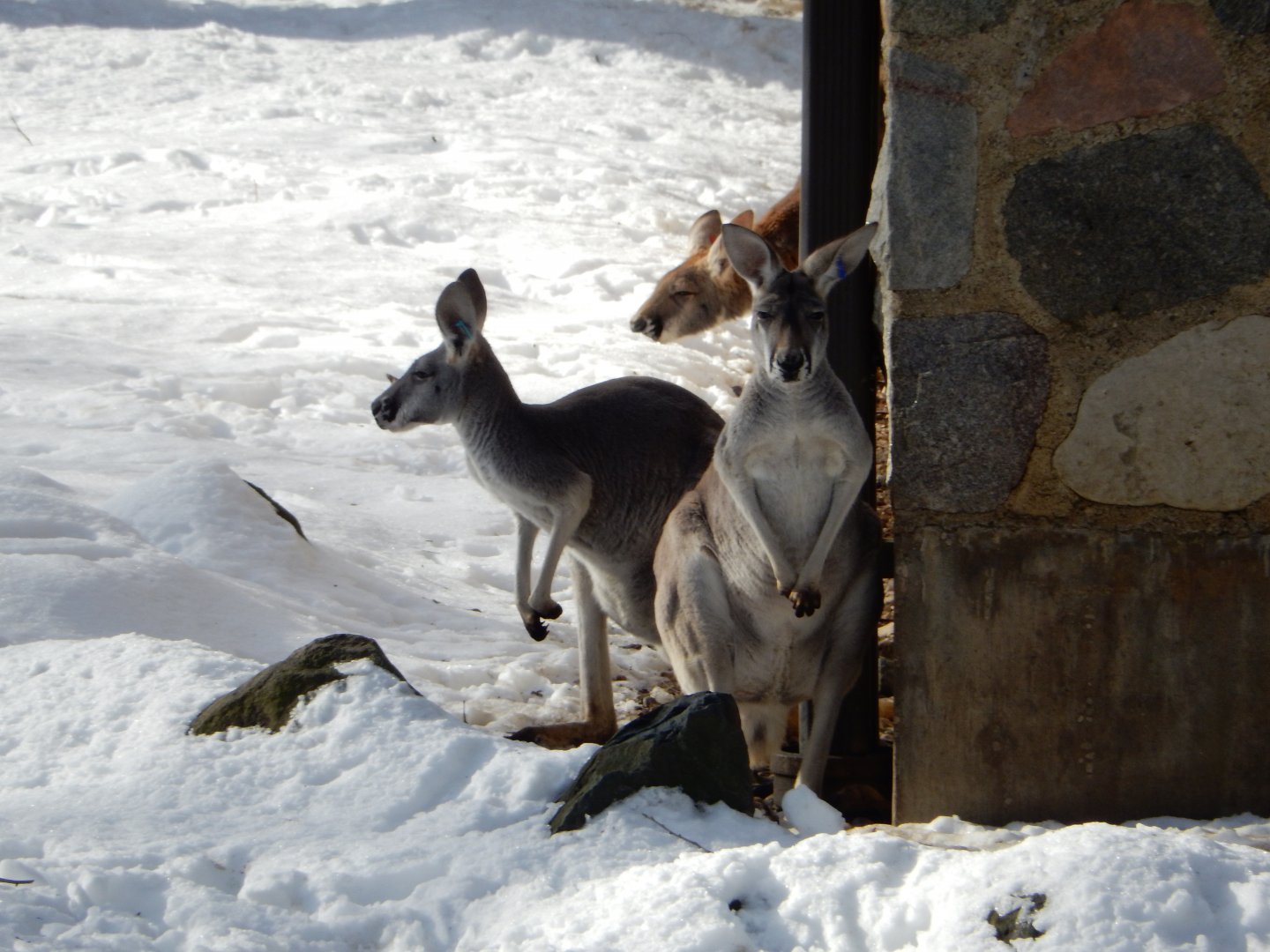 1/6/2016 - Red Kangaroos