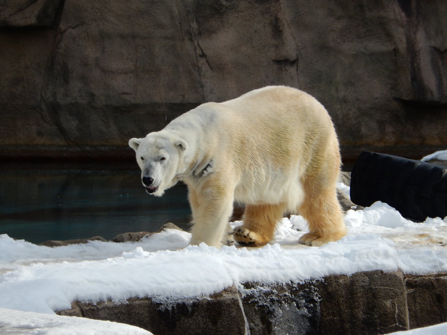 1/6/2016 - Snow Lilly