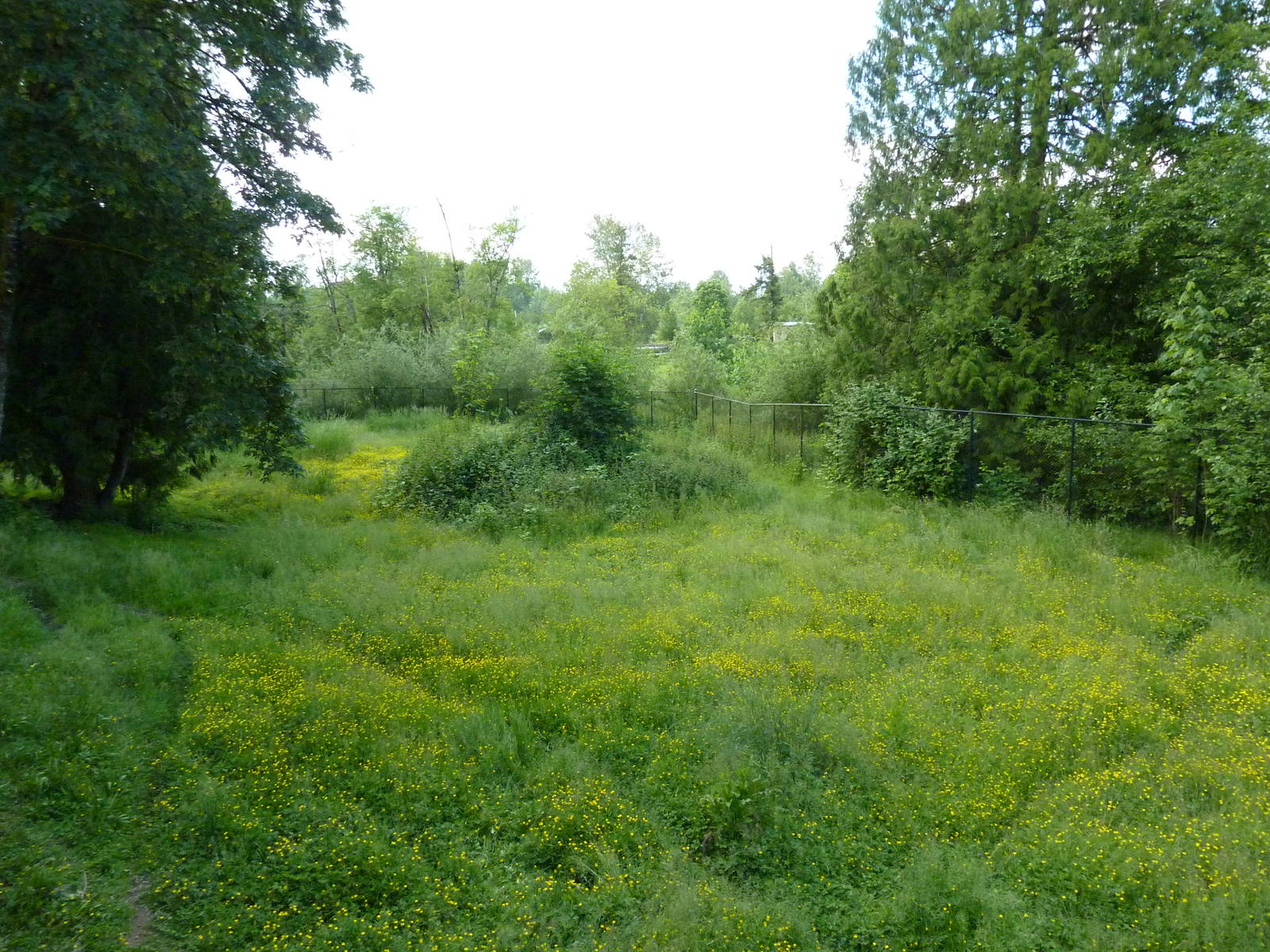 1 Acre Arctic Wolf Exhibit