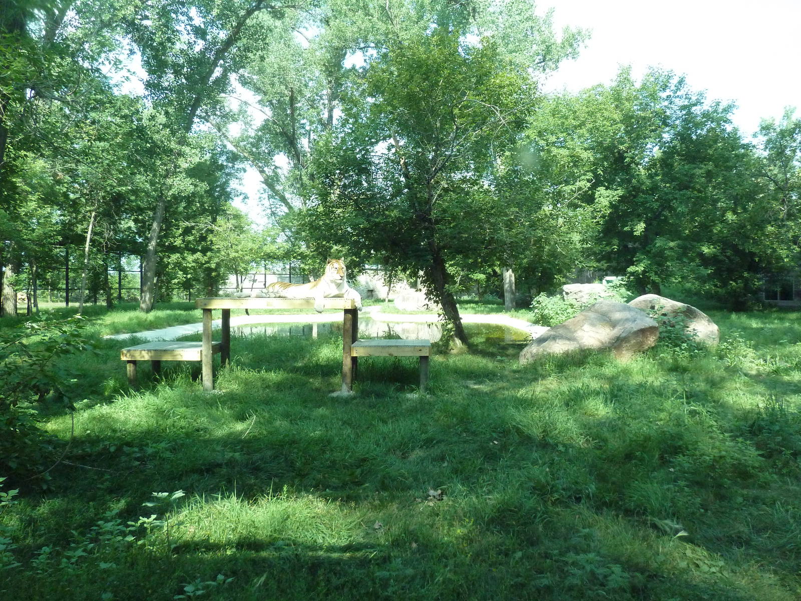 1-Acre Bengal Tiger Exhibit