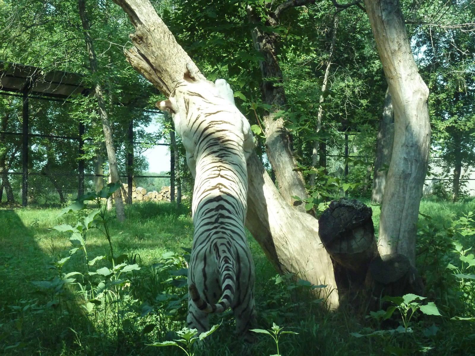 1-Acre Bengal Tiger Exhibit