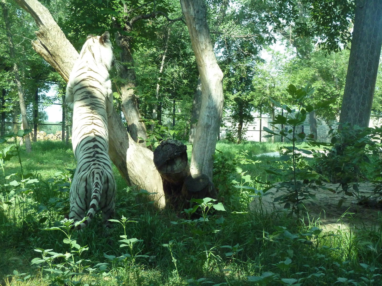 1-Acre Bengal Tiger Exhibit