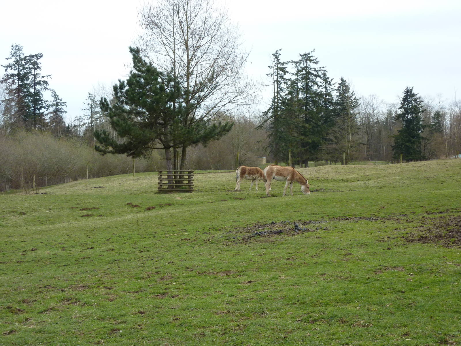 1-Acre Kulan Paddock
