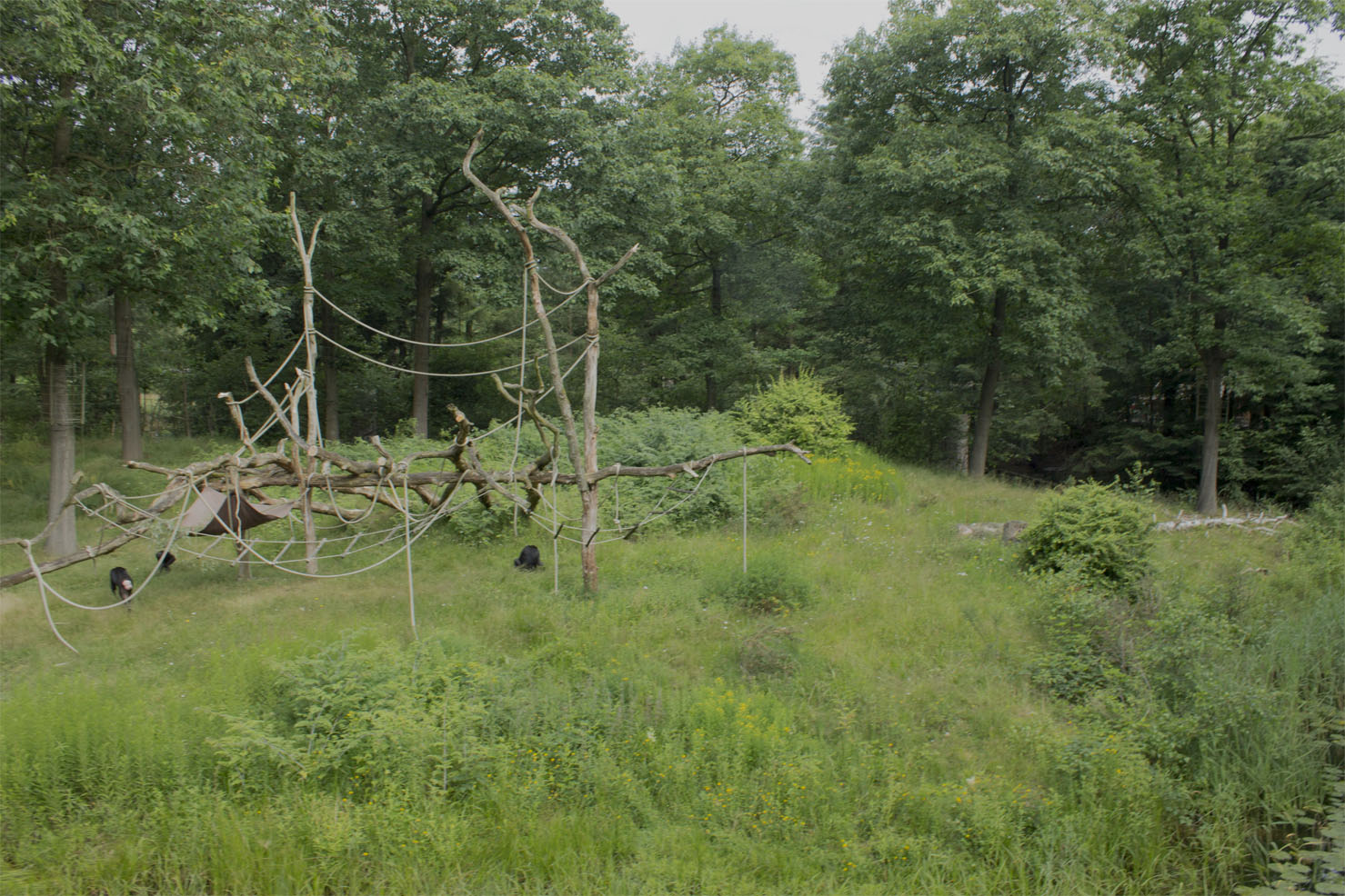 #1 Bonobo exhibit in the world?