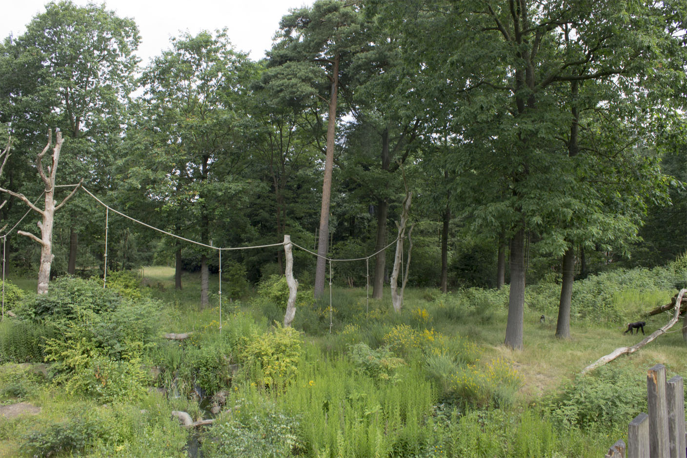 #1 Bonobo exhibit in the world?