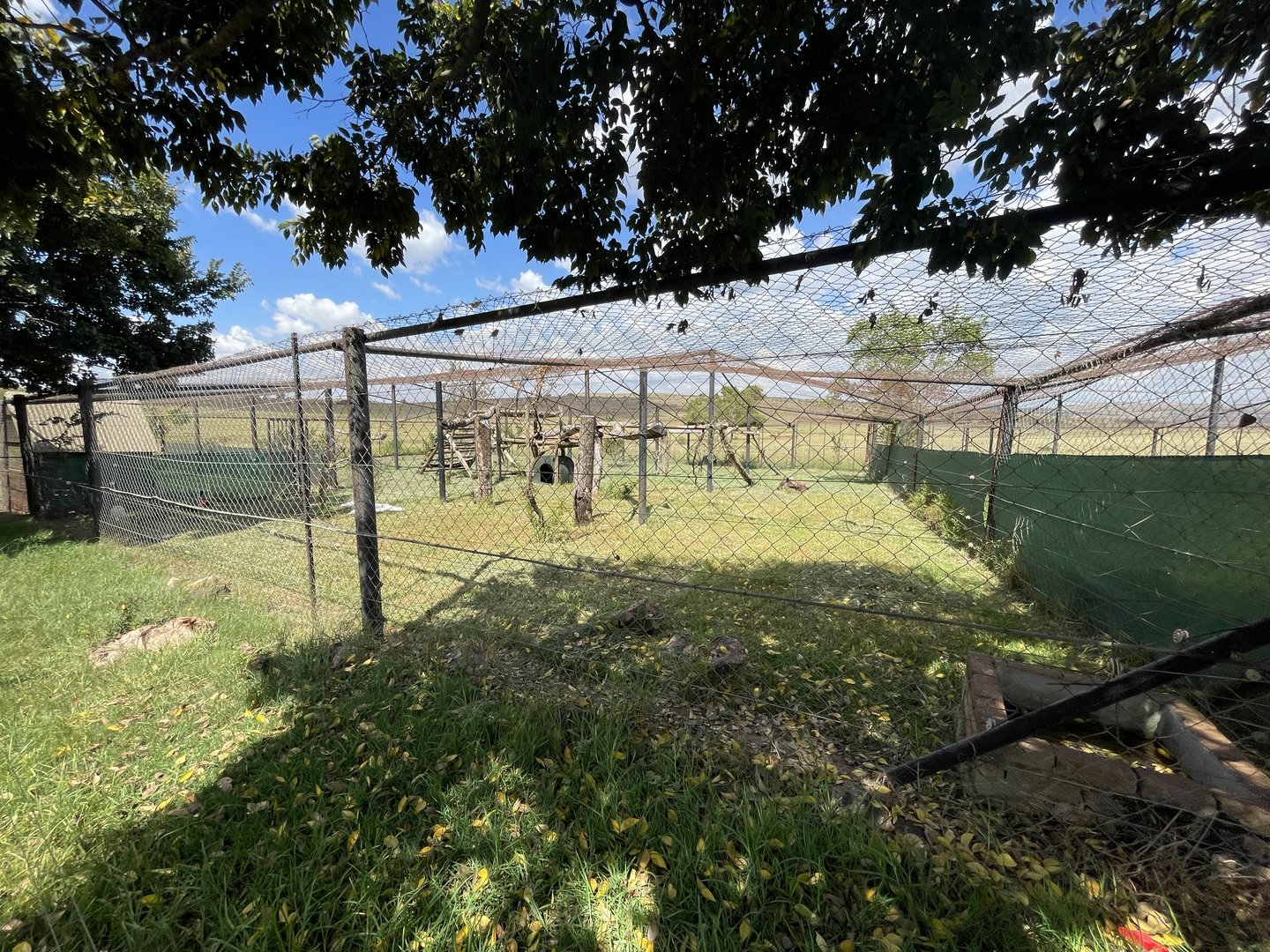 #1 Clouded leopard Enclosure (Neofelis nebulosa)