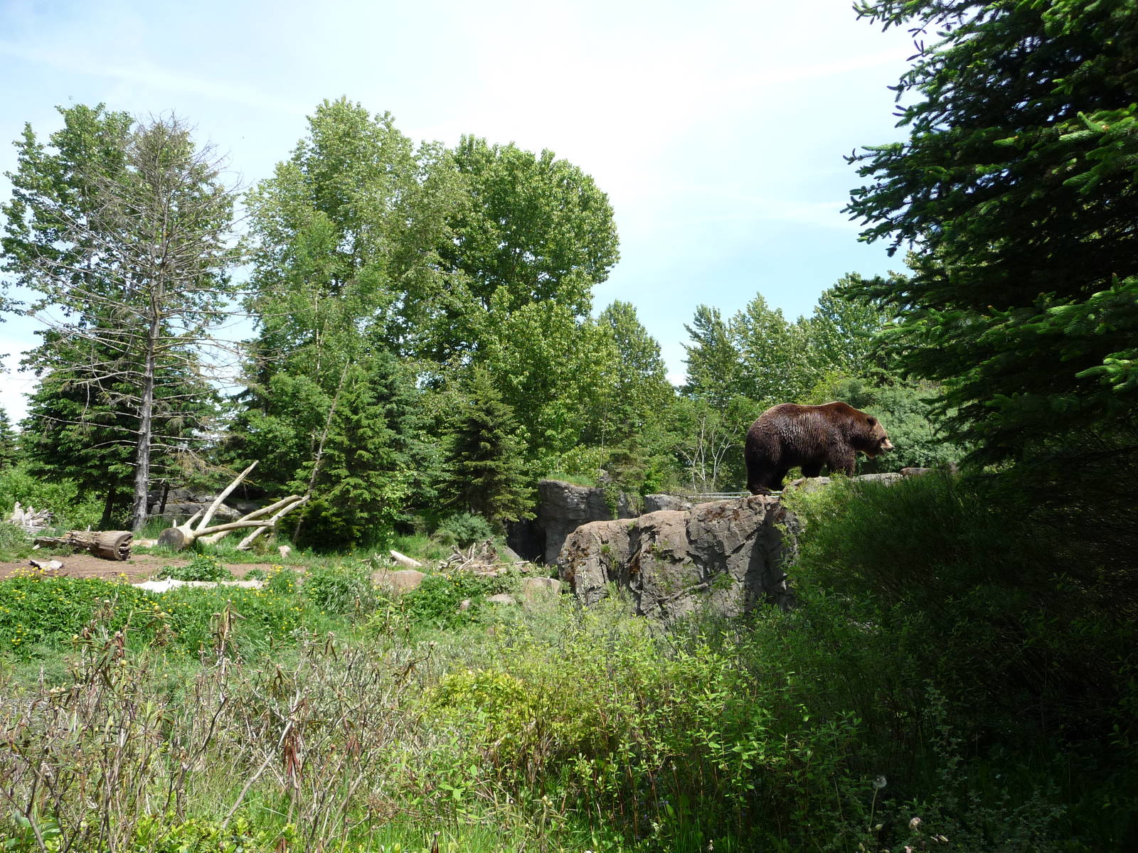 # 1 Grizzly Bear Exhibit in North America?