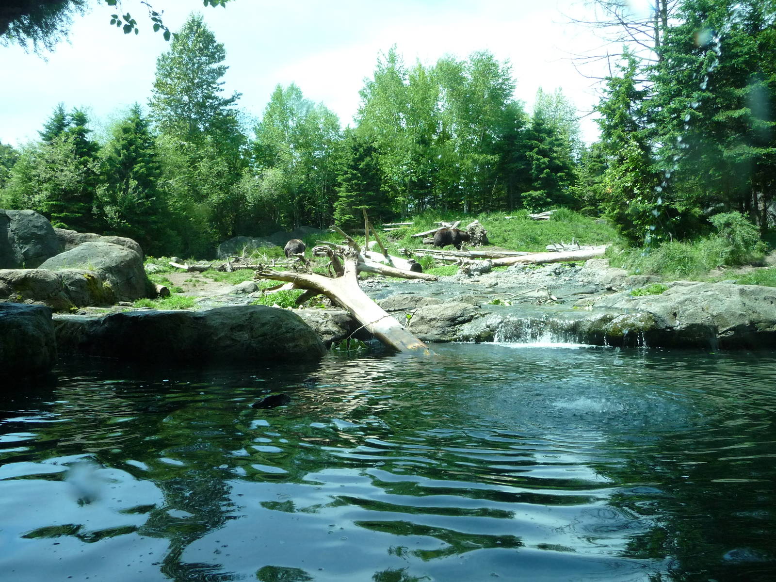 # 1 Grizzly Bear Exhibit in North America?