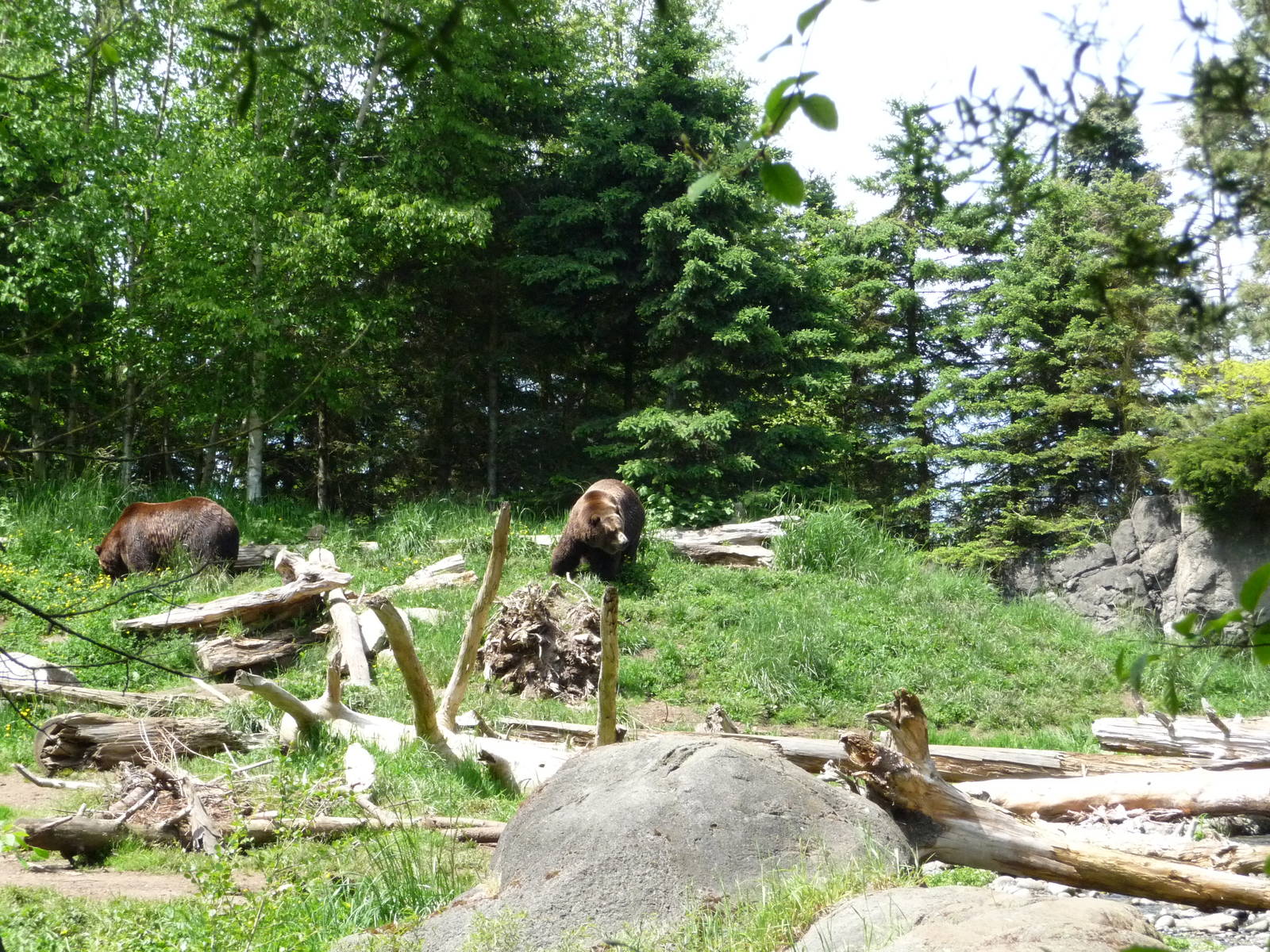 # 1 Grizzly Bear Exhibit in North America?
