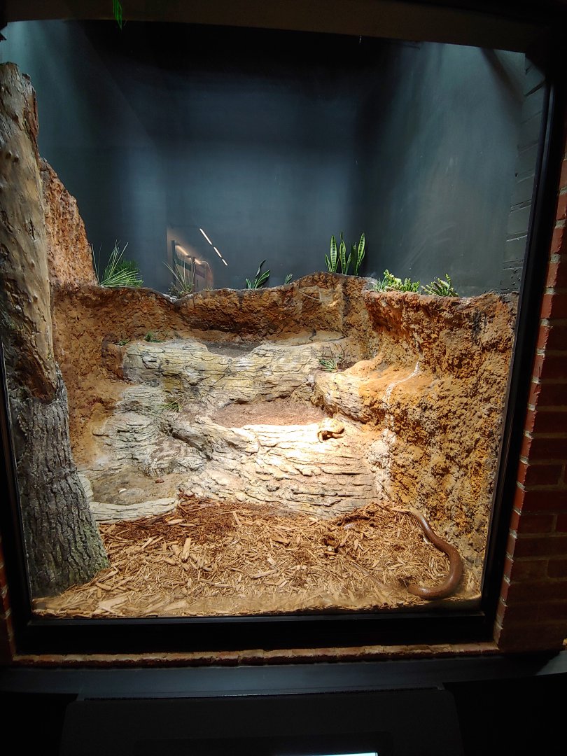 1: Hermann's Tortoise & Legless lizard