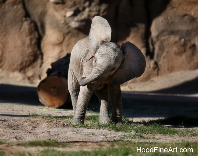 1 month female elephant