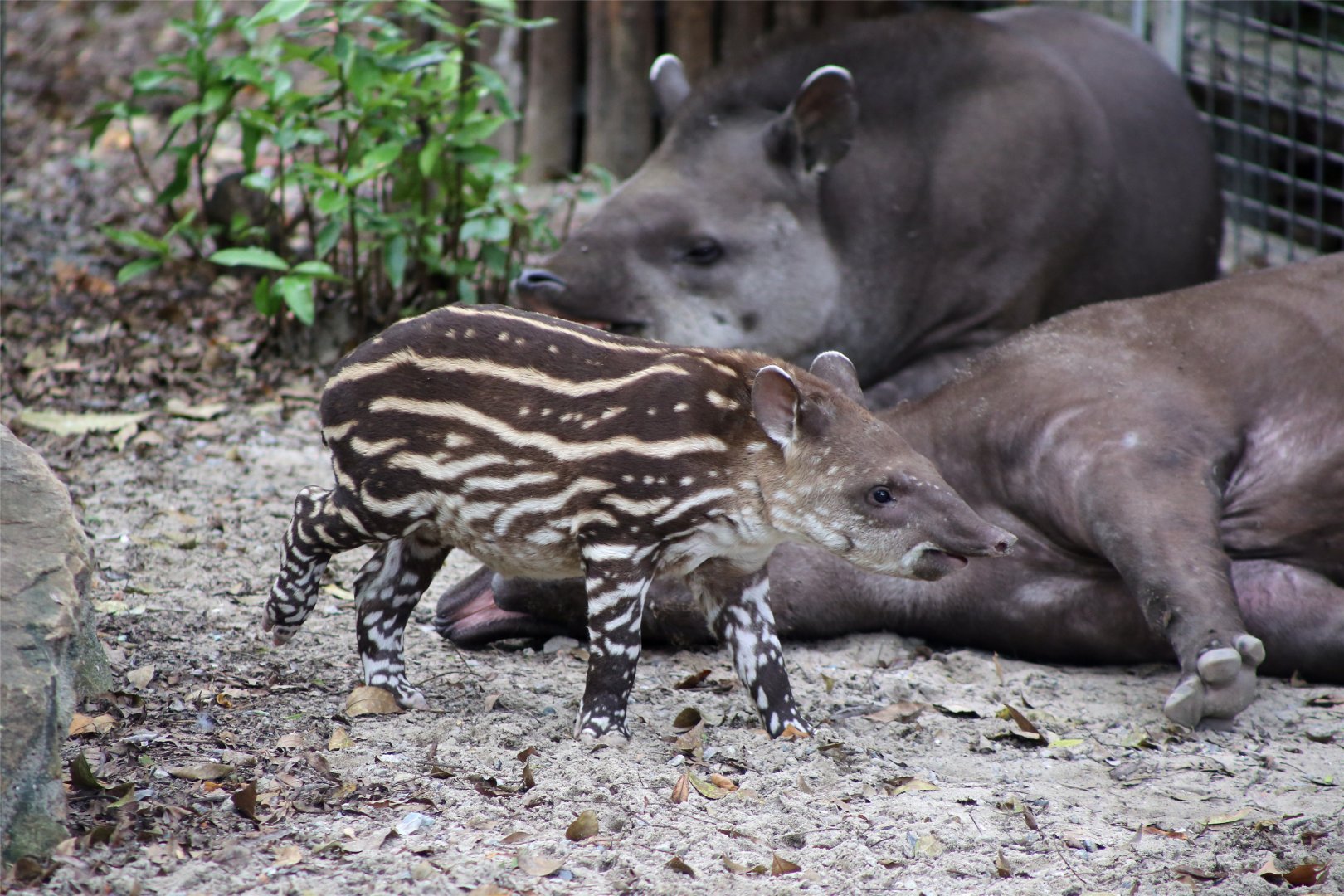 1-month-old Brazilian Tapir