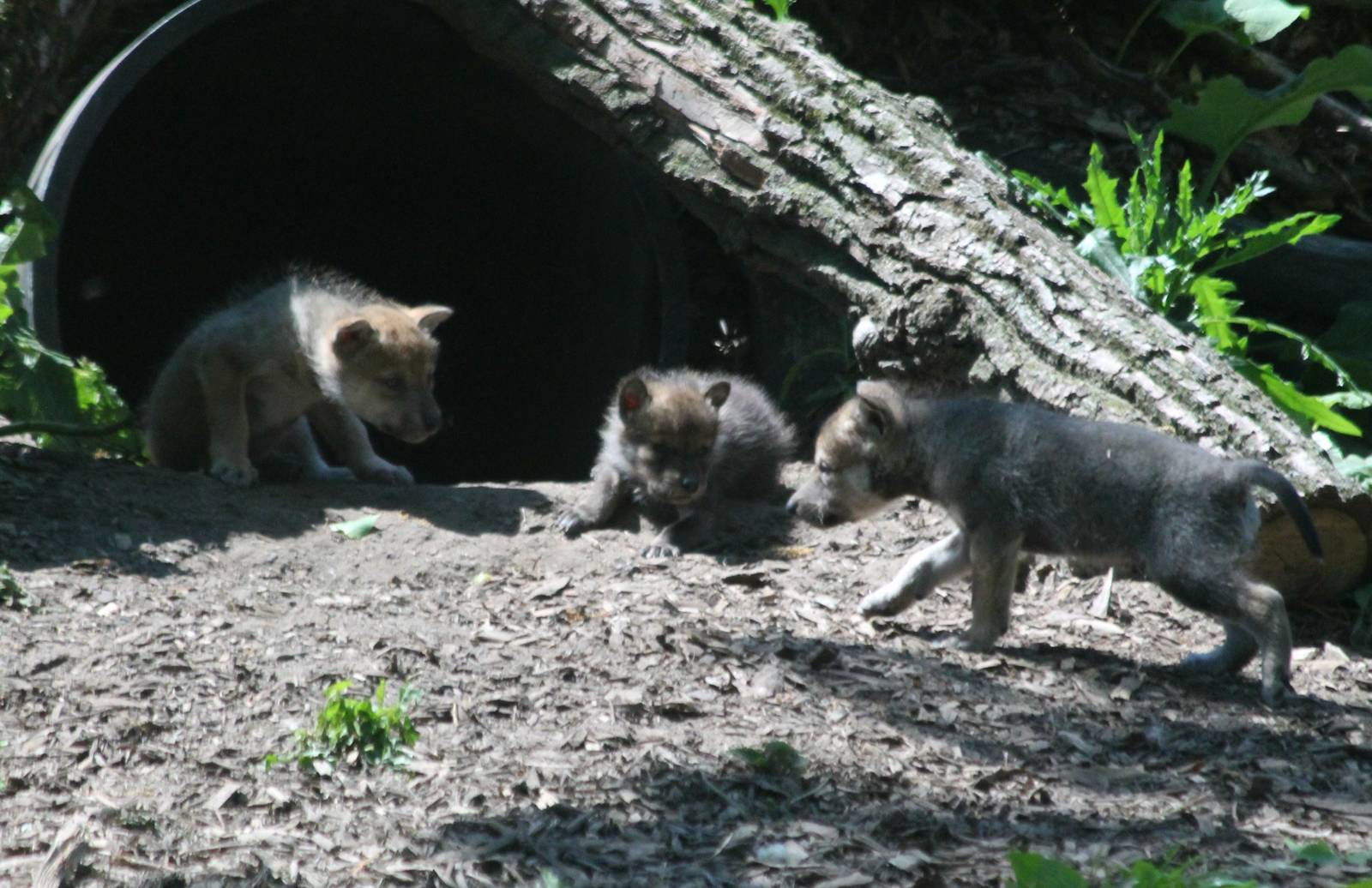 1-month-old Mexican gray wolf pups