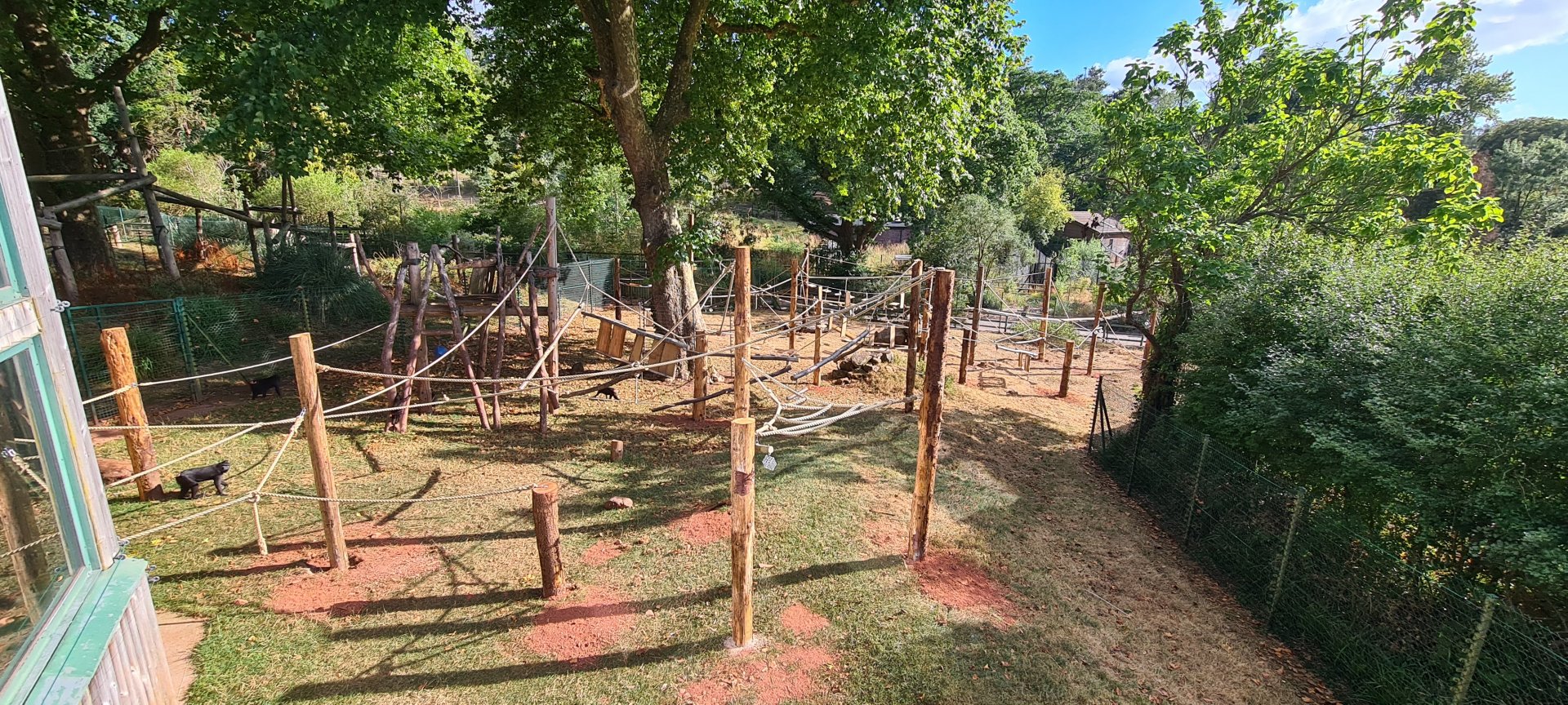 #1 New Sulawesi macaque exhibit upgrade