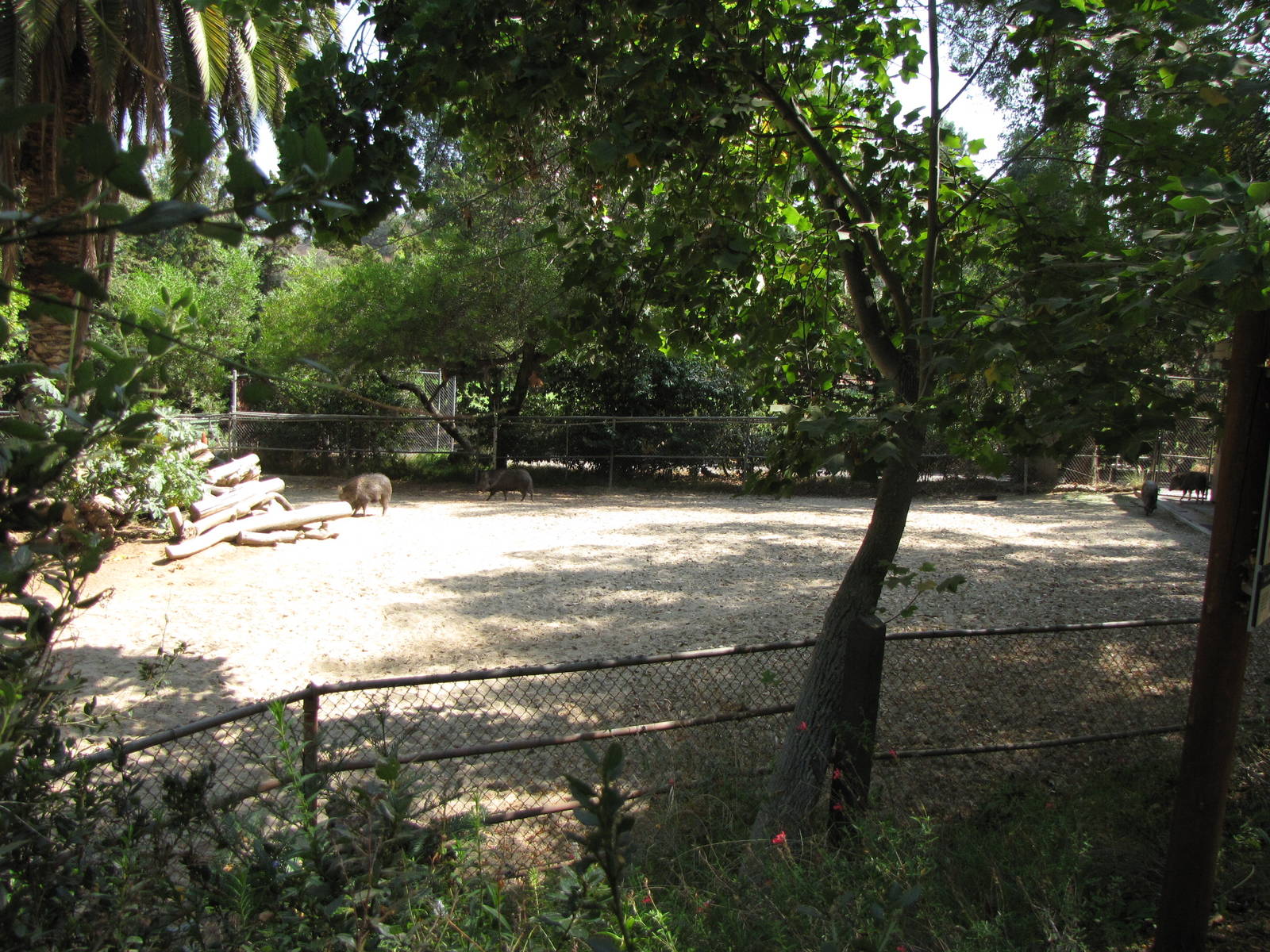 1 of 2 Chacoan Peccary Yards