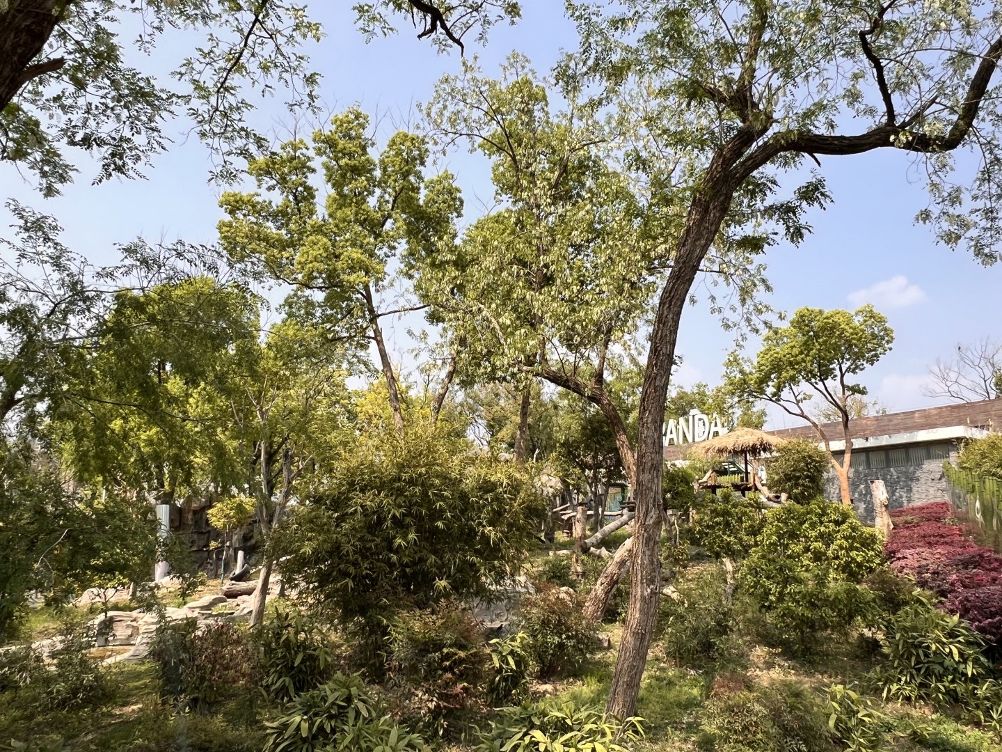 1 of 2 Giant Panda Exhibits