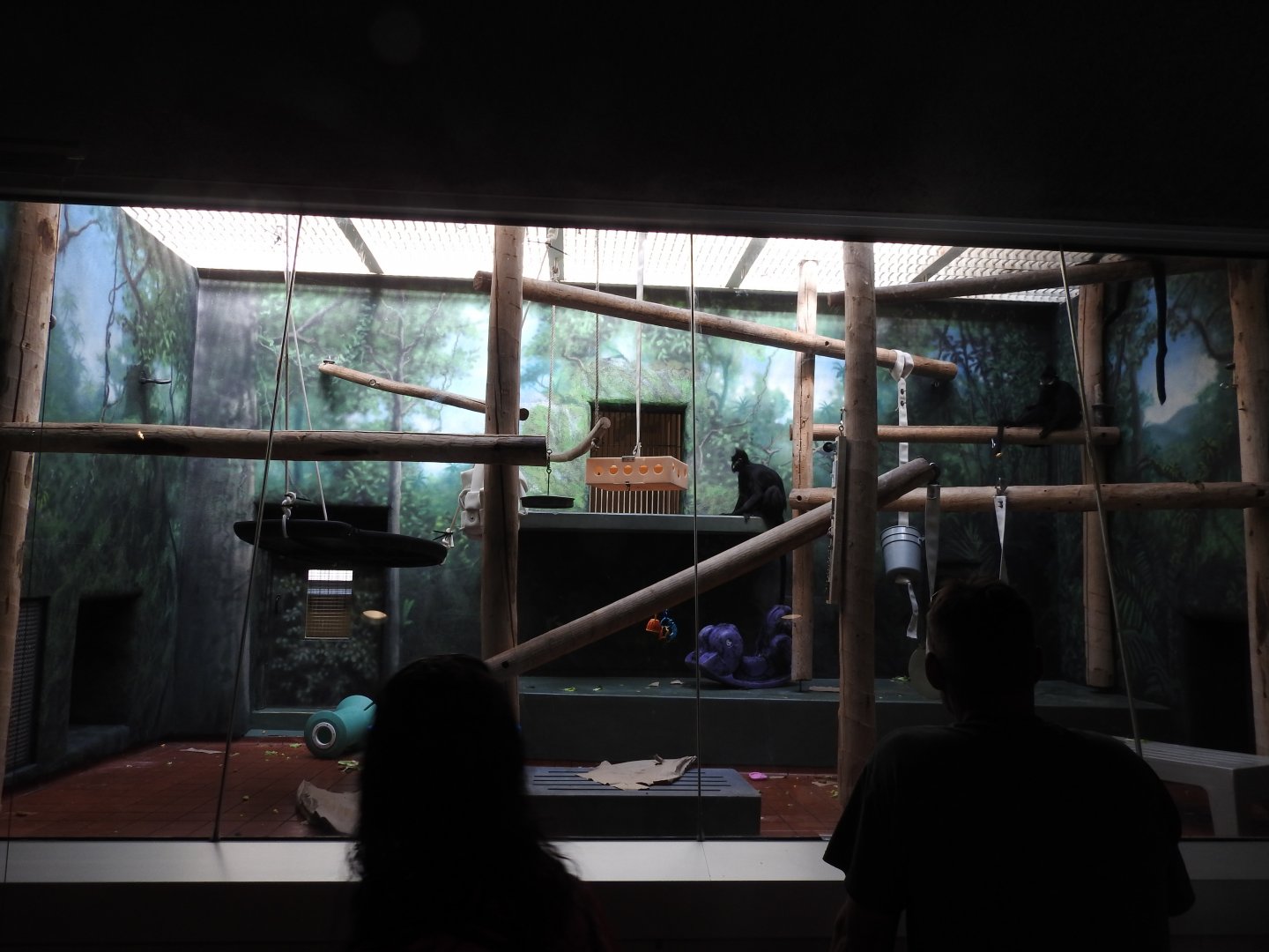 1 of 2 of Francois Langur Enclosure