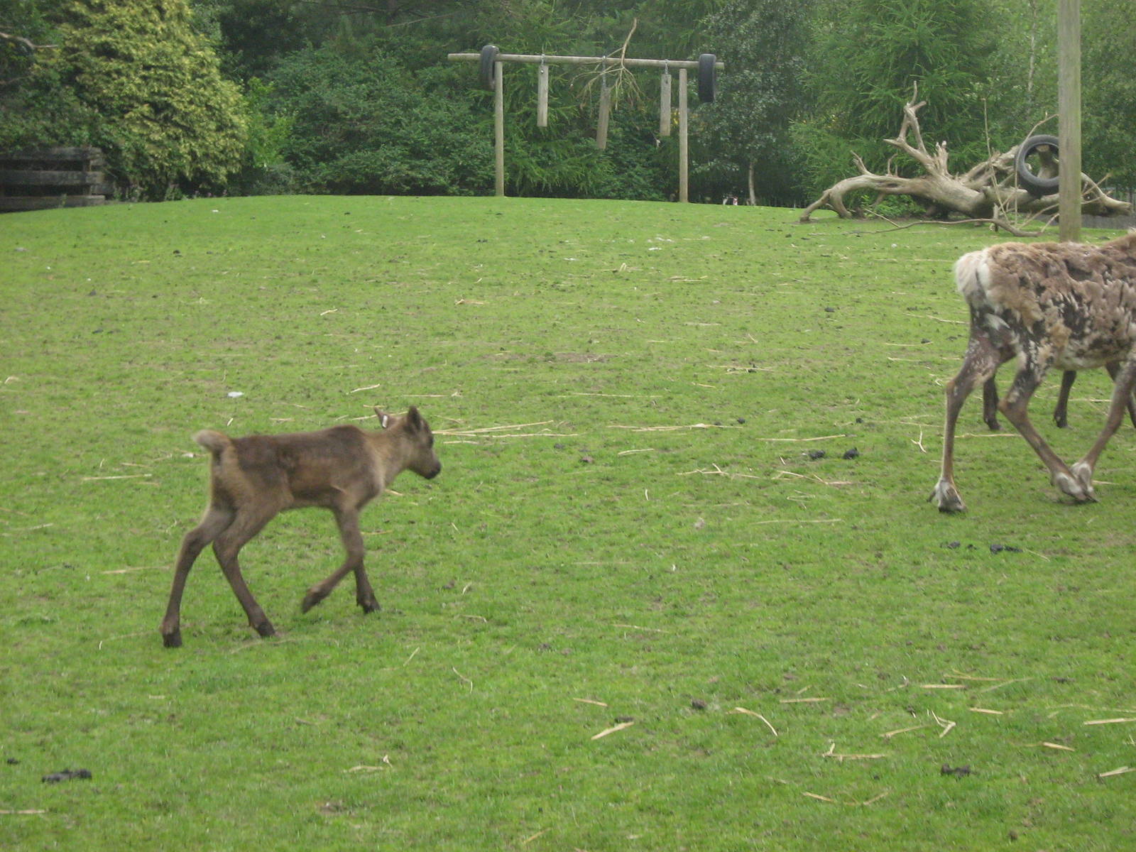 1 of 3 baby reindeer