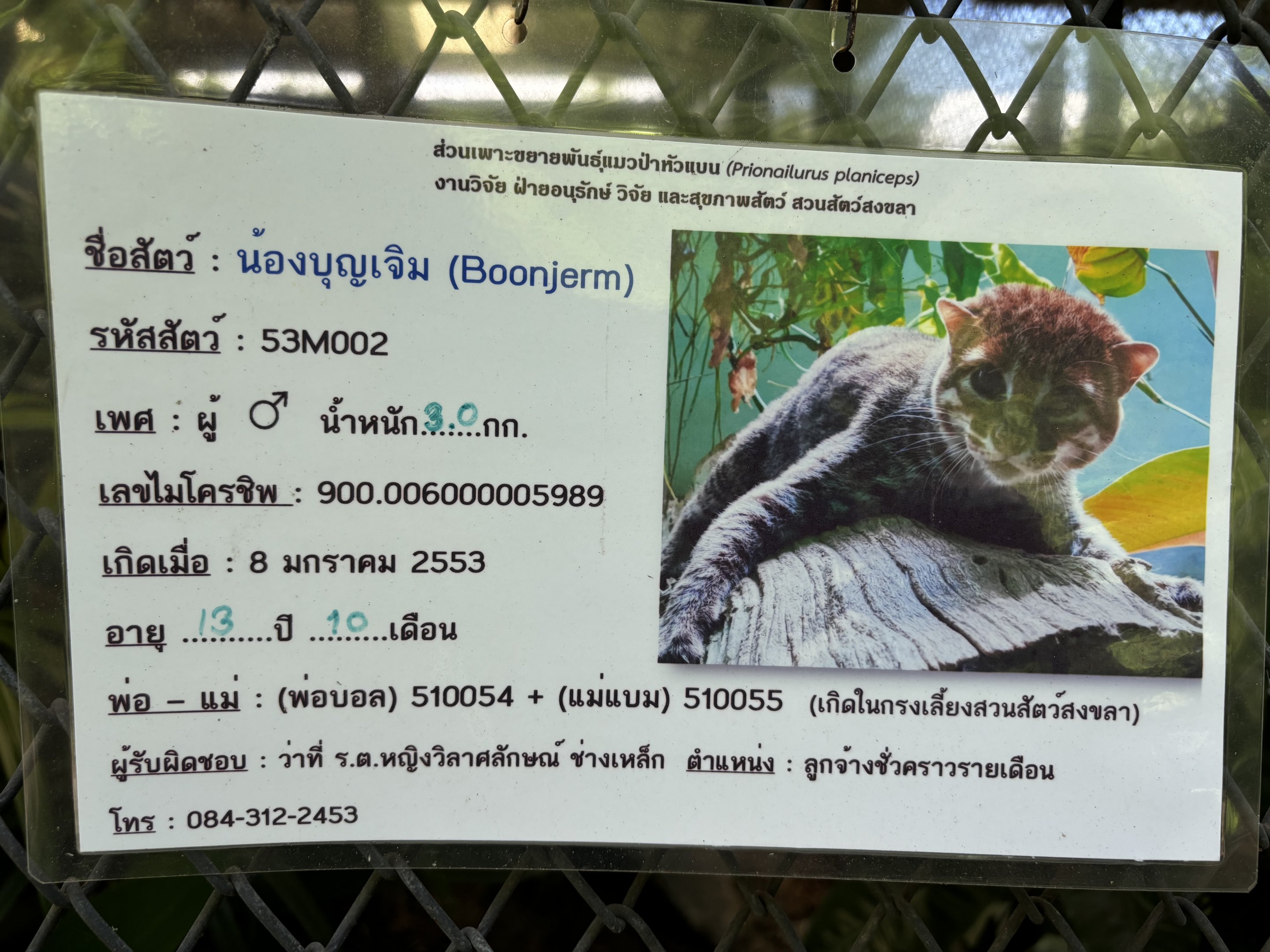 1 of 4 Flat-headed Cats