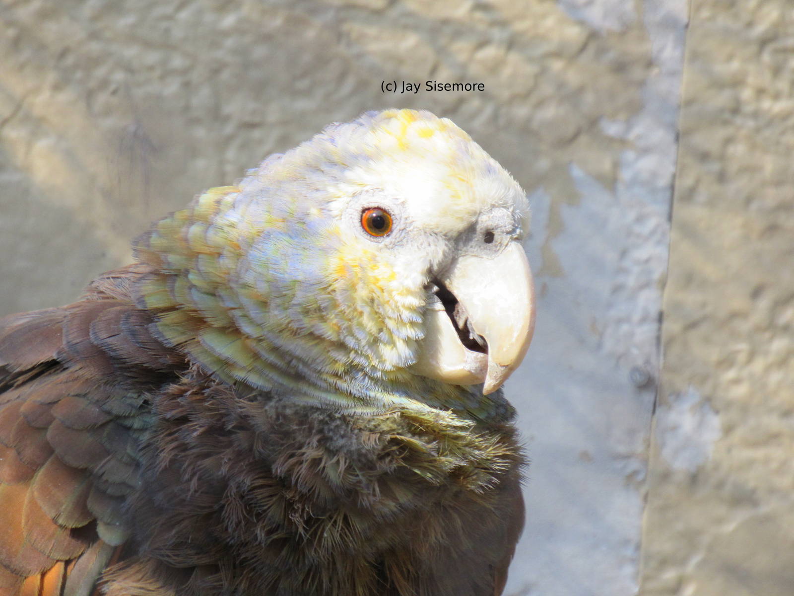 1 of 4 Saint Vincent Amazons in USA