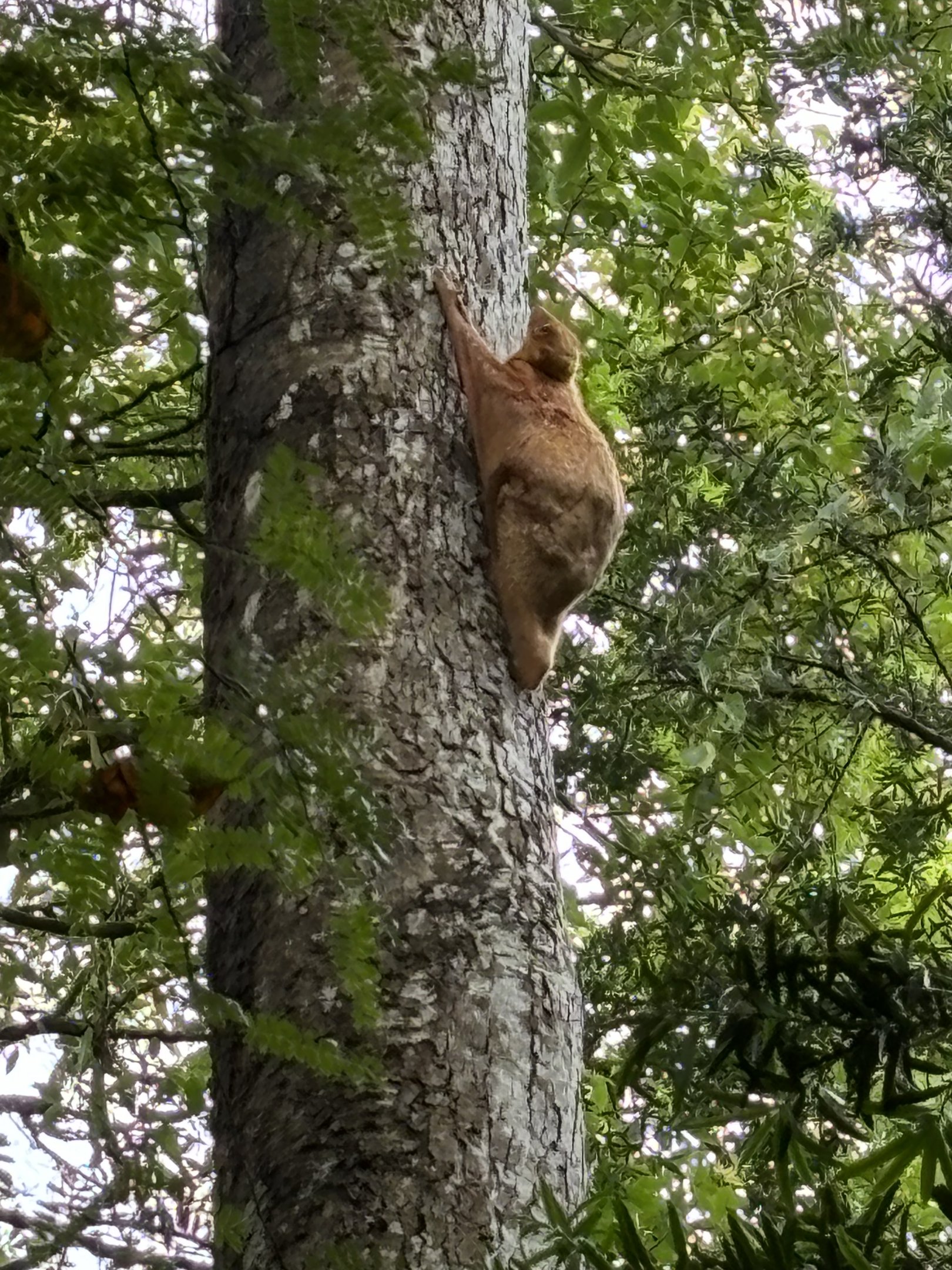 1 of 4 Wild Colugos I saw