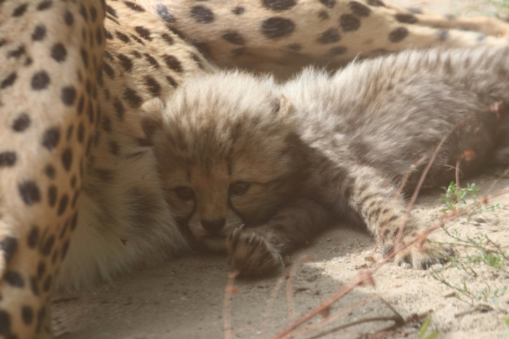 1 of 6 Cheetah cubs