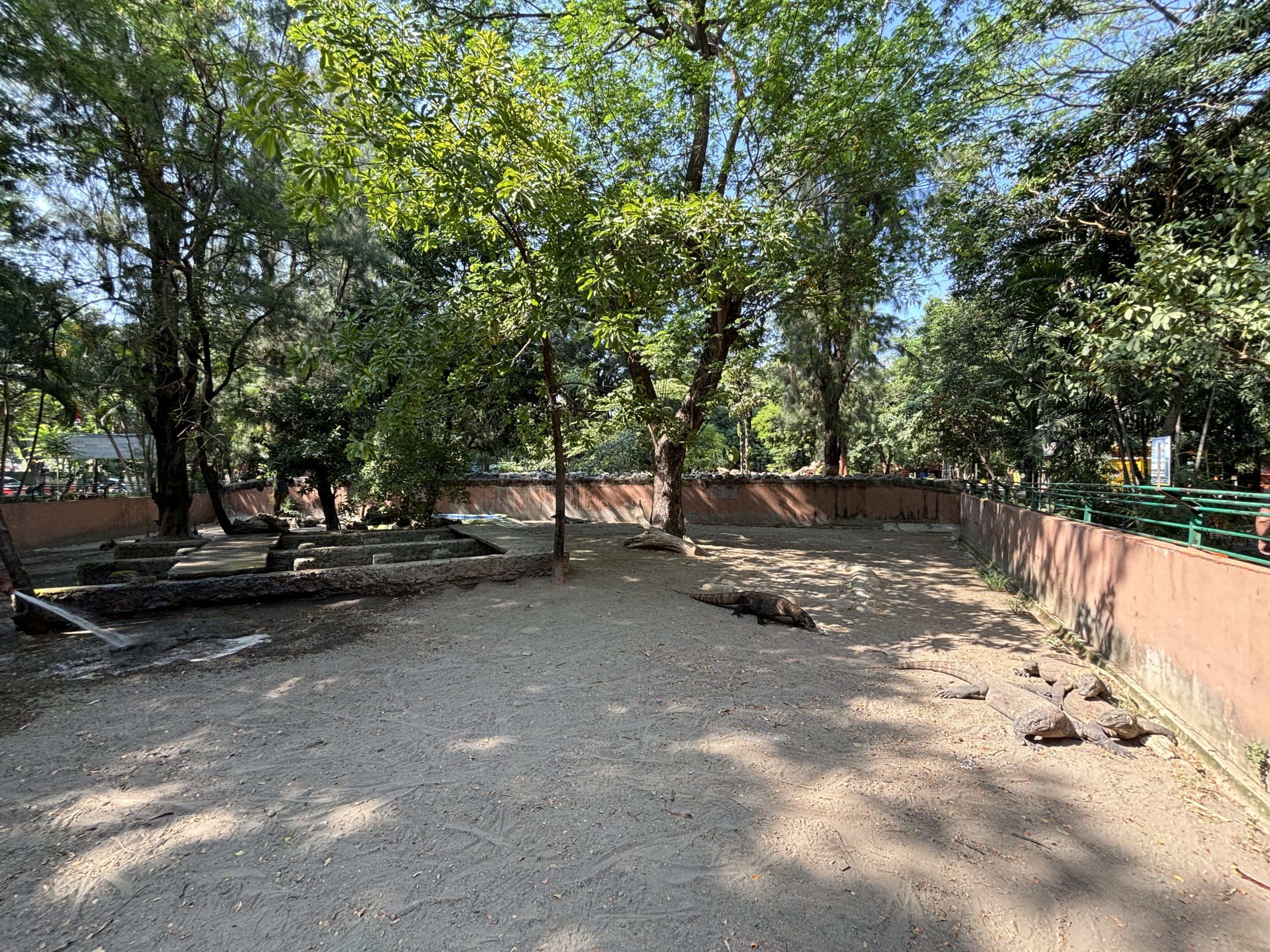 1 of 8 huge Komodo Dragon Exhibits