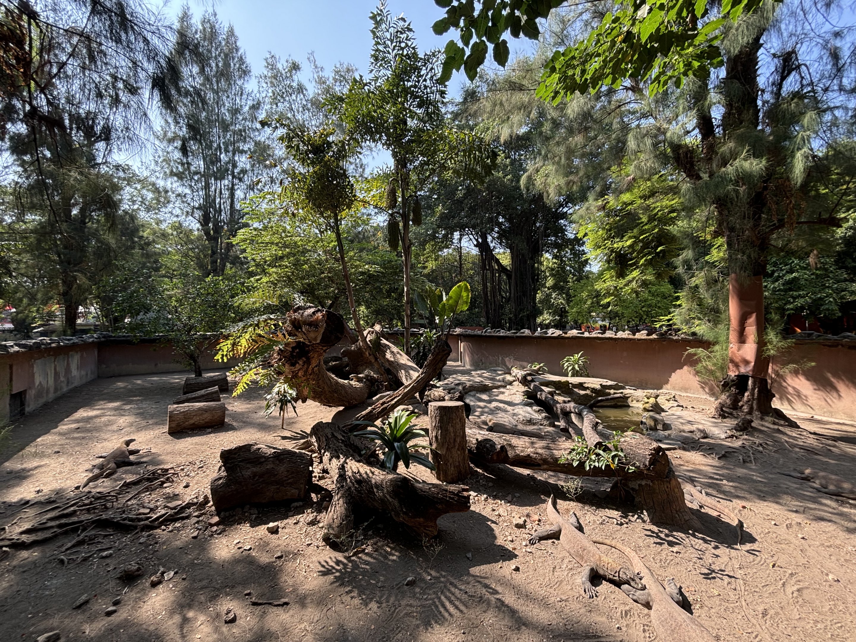 1 of 8 huge Komodo Dragon Exhibits