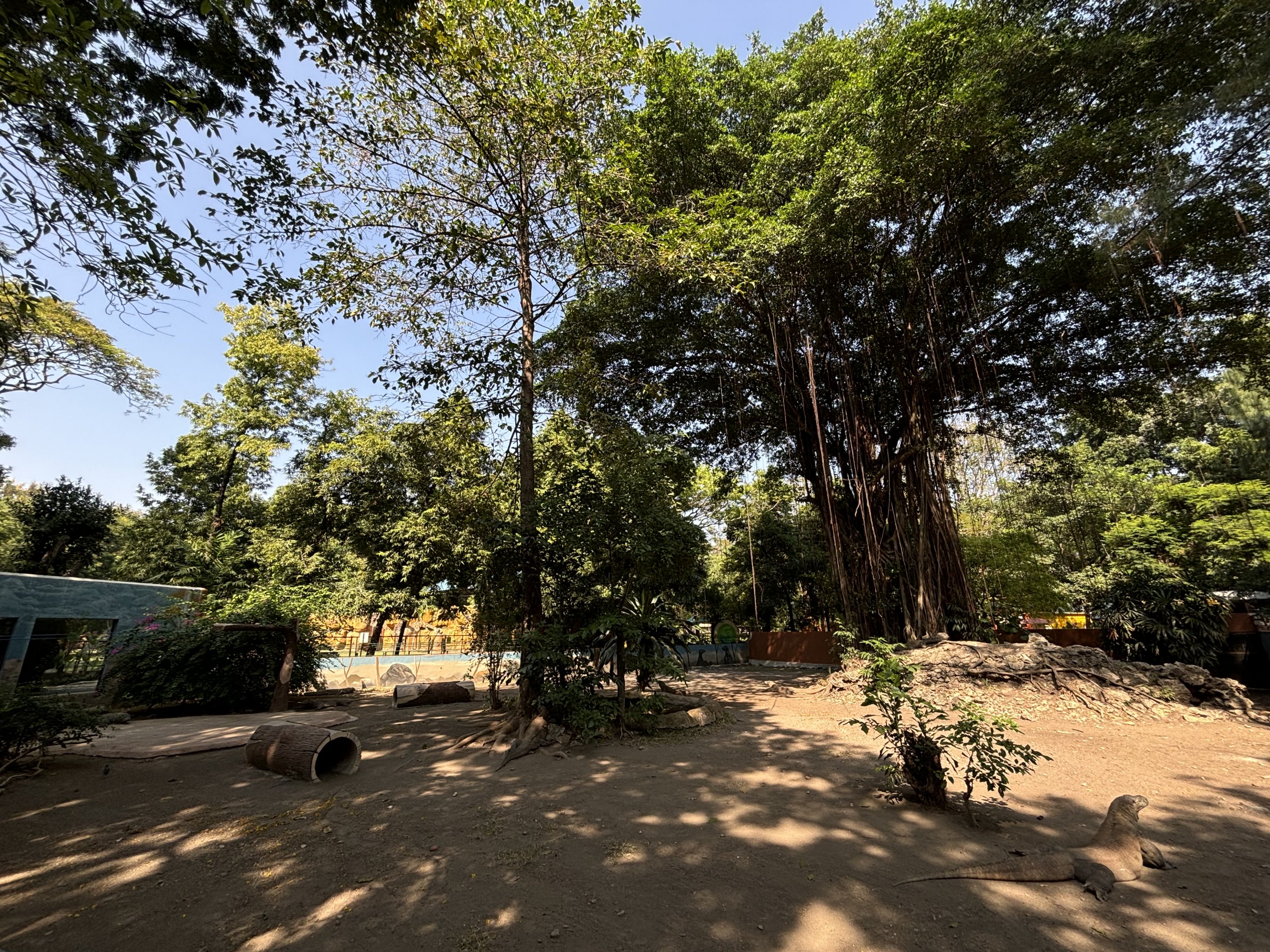 1 of 8 huge Komodo Dragon Exhibits