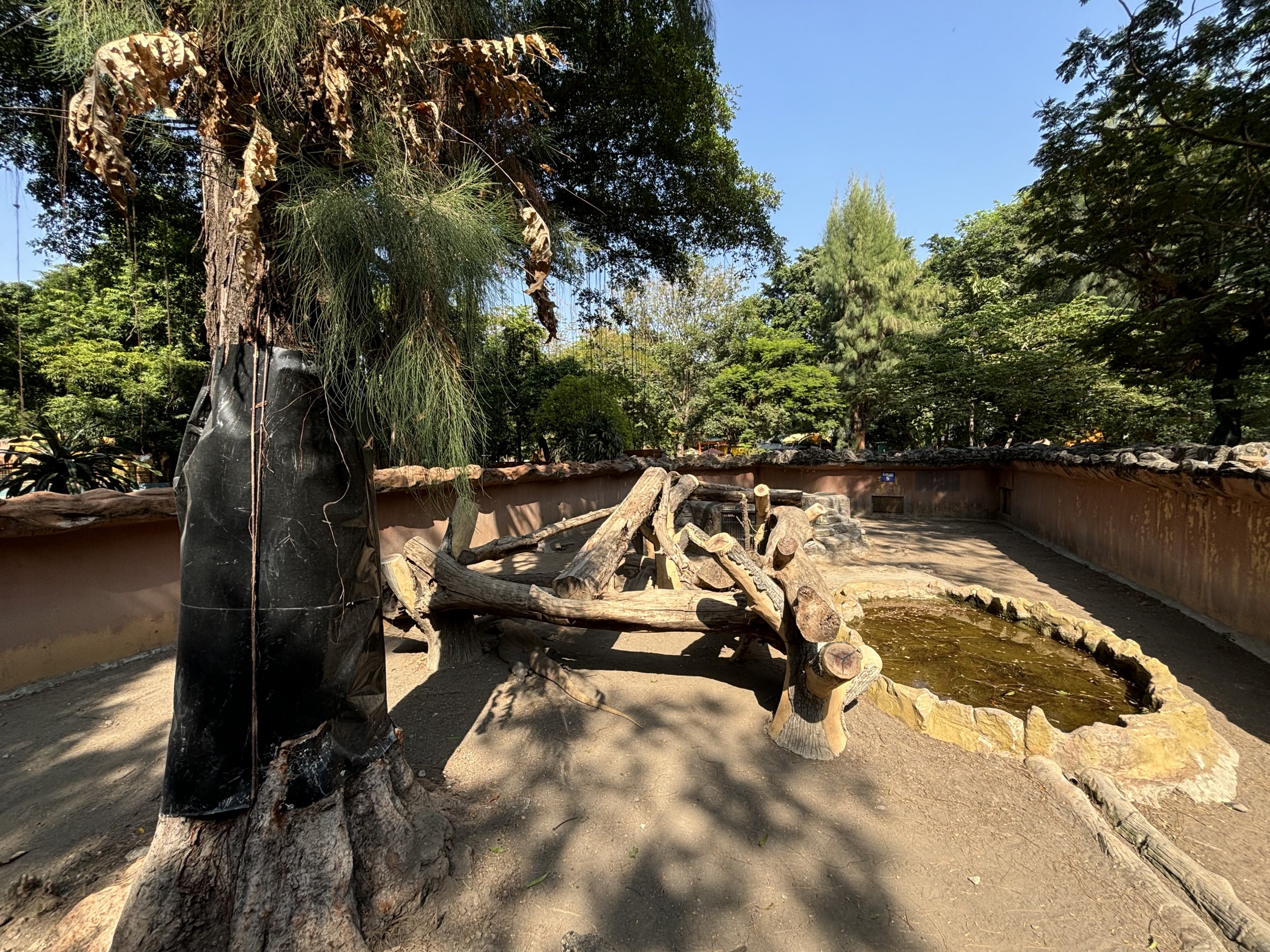 1 of 8 huge Komodo Dragon Exhibits