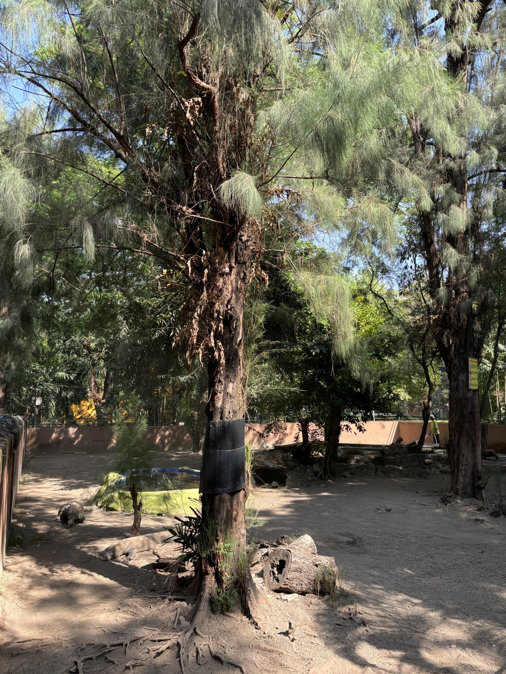 1 of 8 huge Komodo Dragon Exhibits