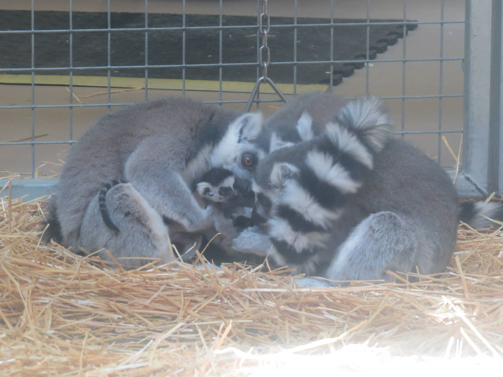 1 of the baby ring-tailed