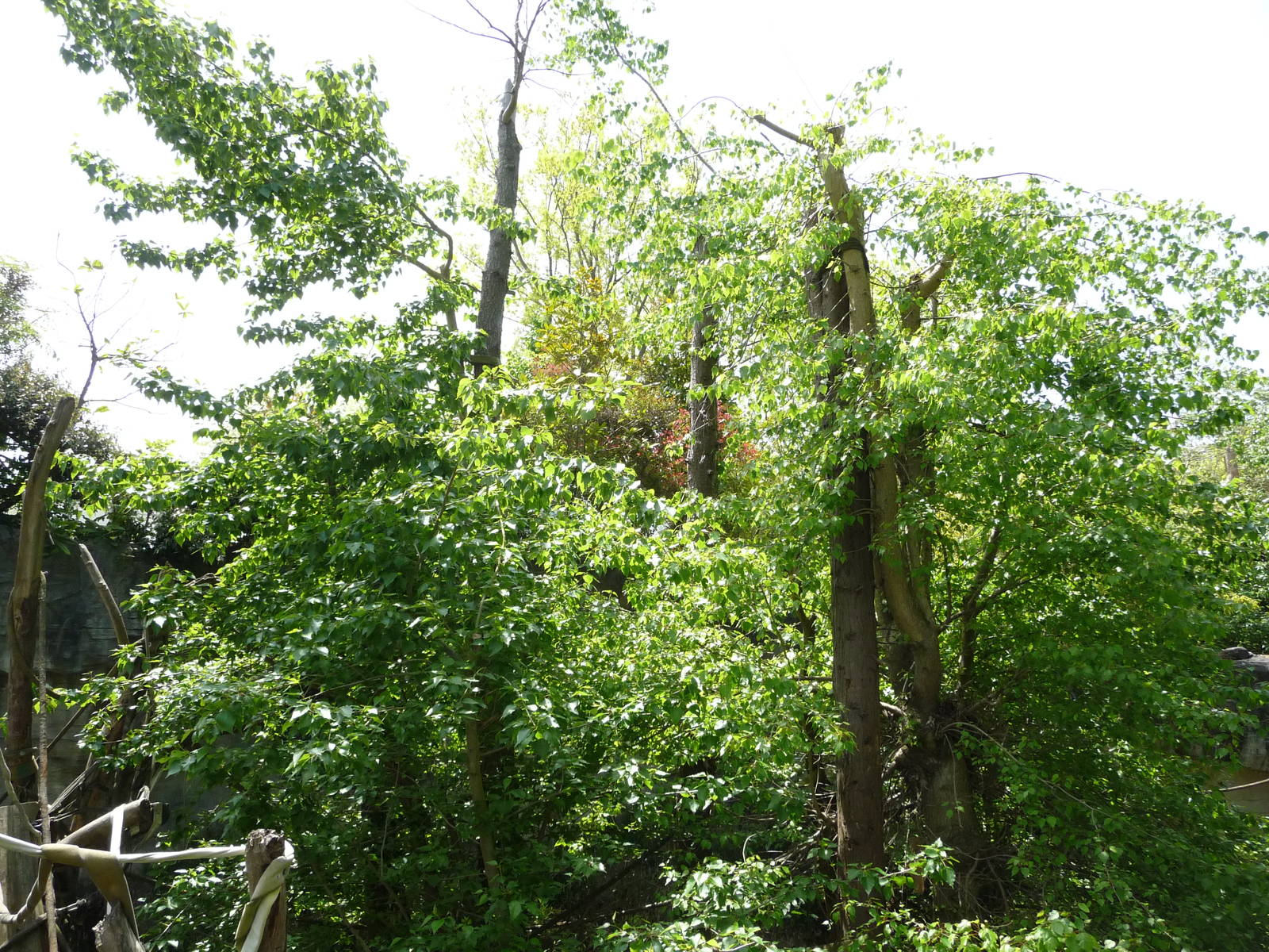 # 1 Orangutan Exhibit in North America?