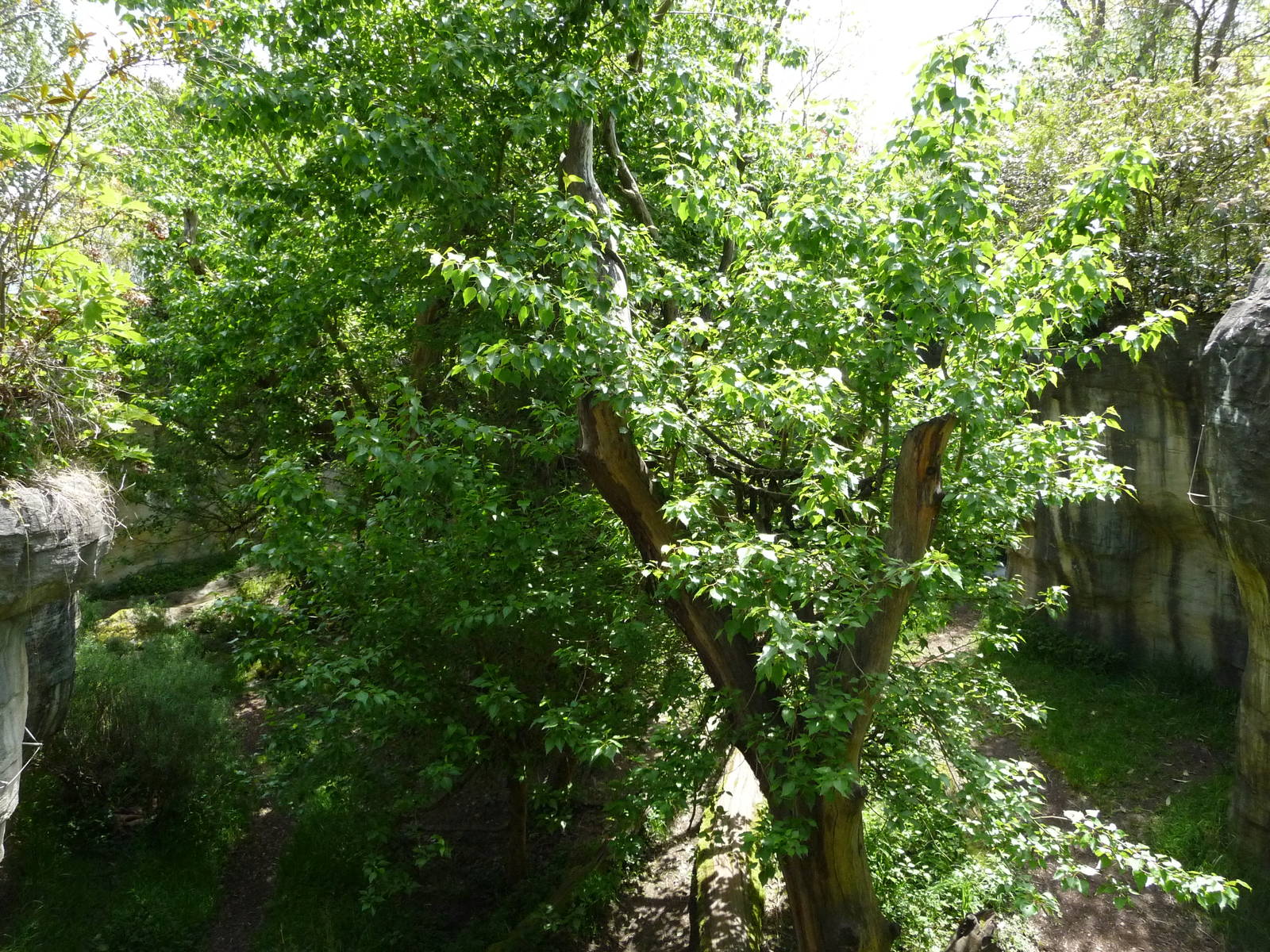 # 1 Orangutan Exhibit in North America?