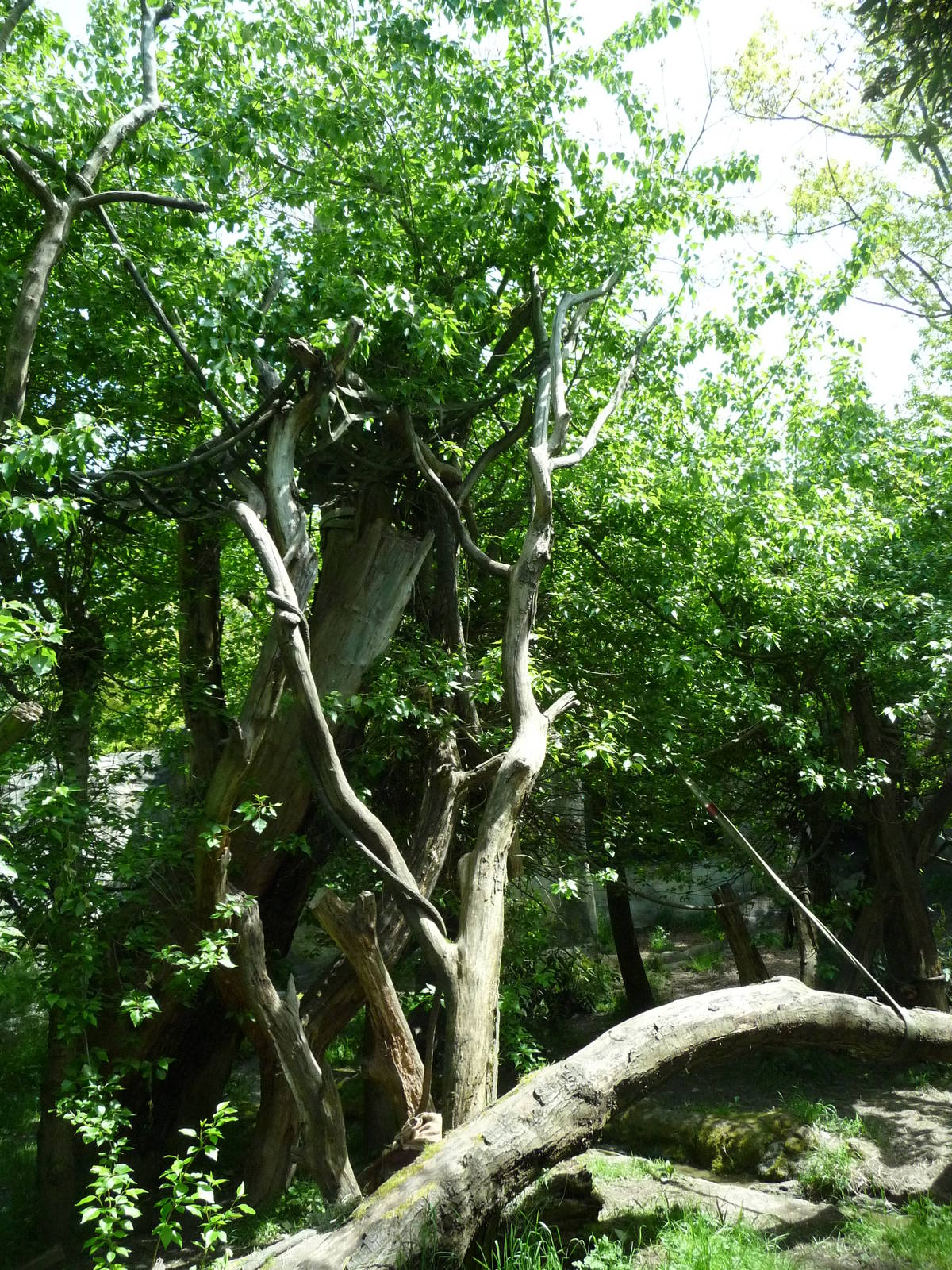 # 1 Orangutan Exhibit in North America?