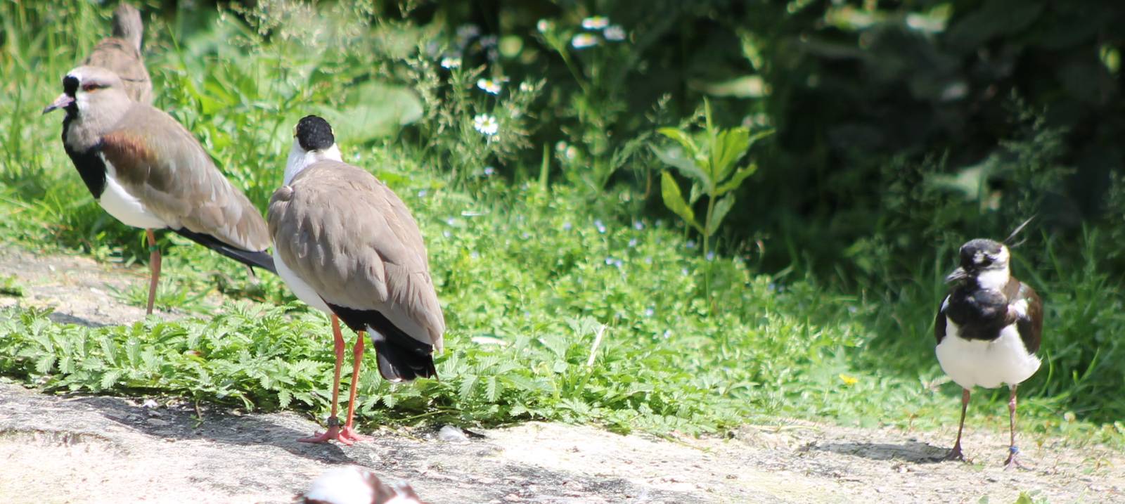 1 picture, 3 lapwing-species