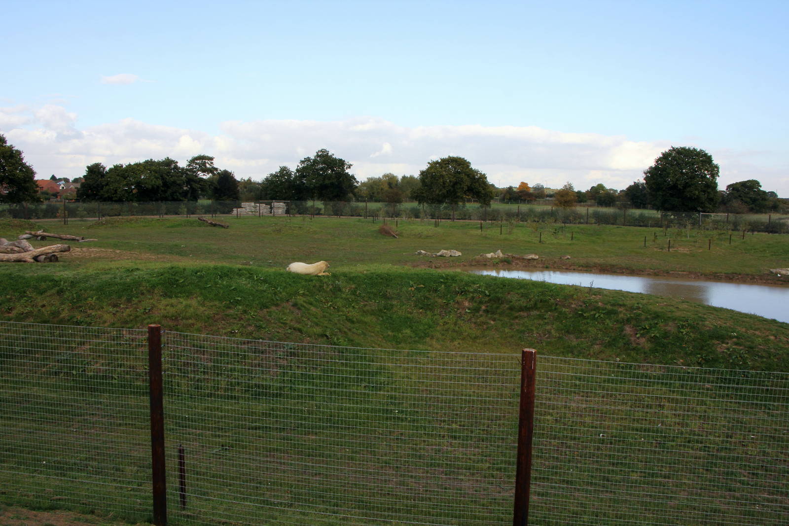 1 relaxed and happy Polar bear 20-10-15