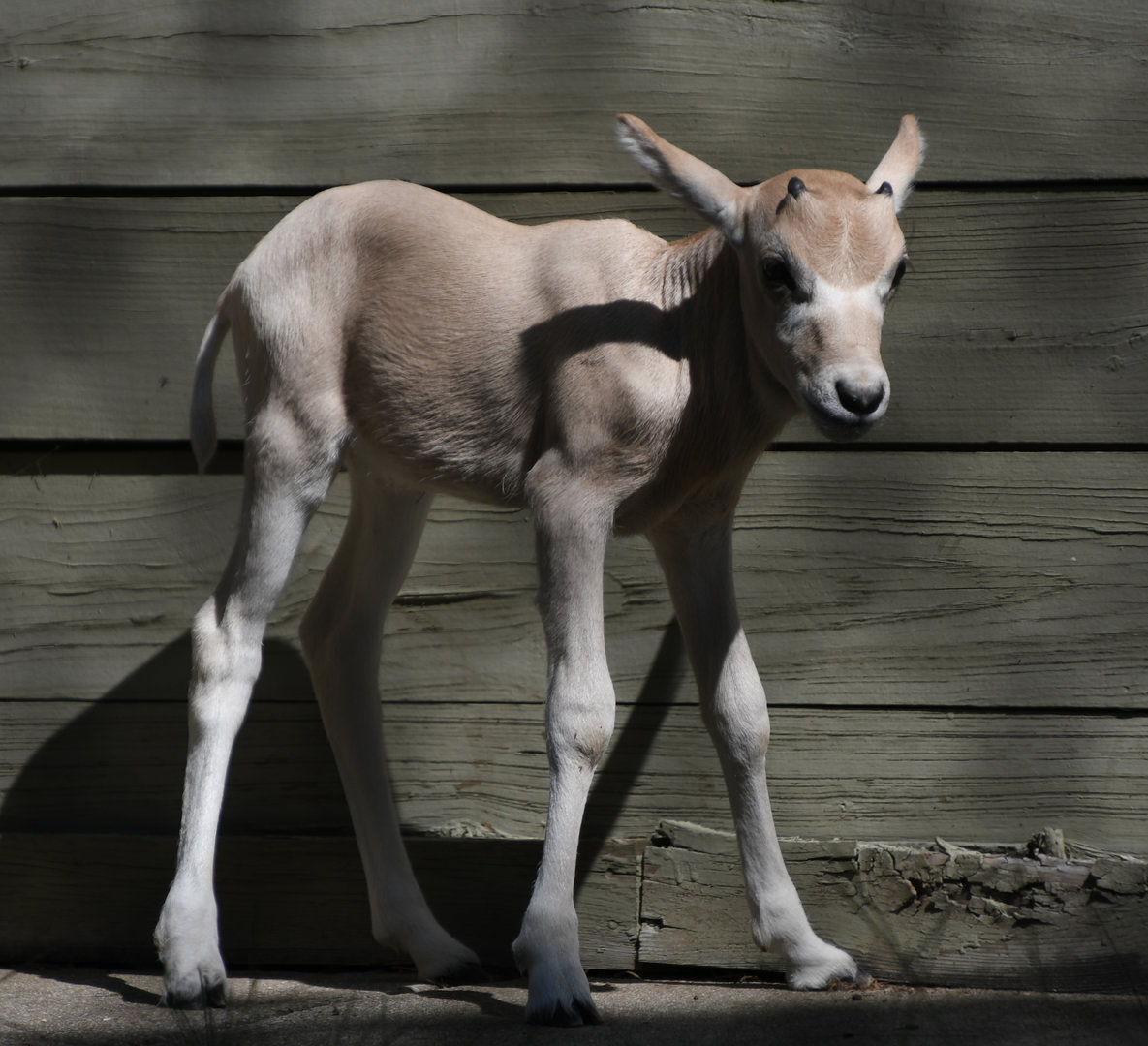 1-week-old addax calf - Hoofed Animals