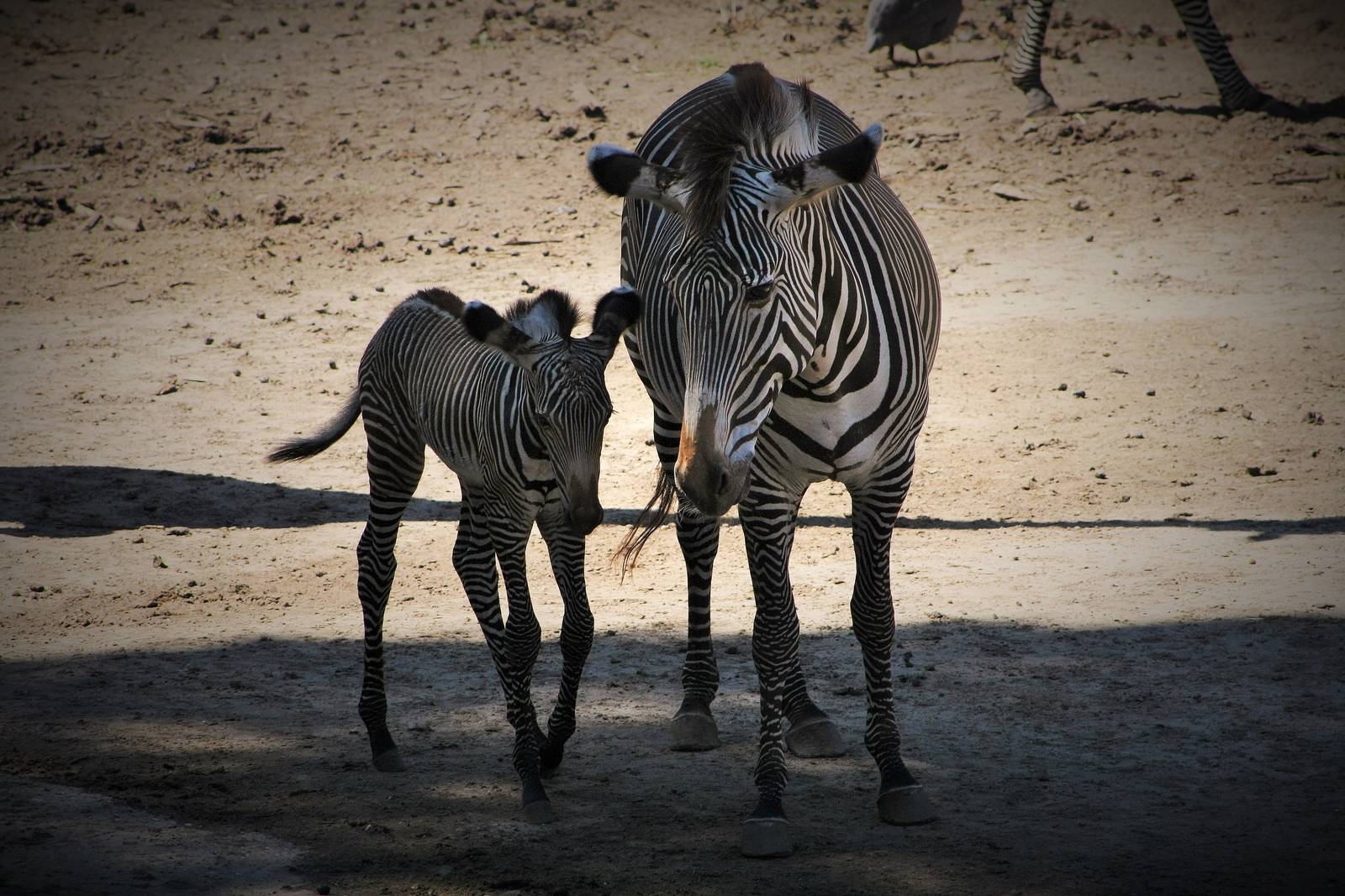 1 week old Grevy's Zebra with Mum