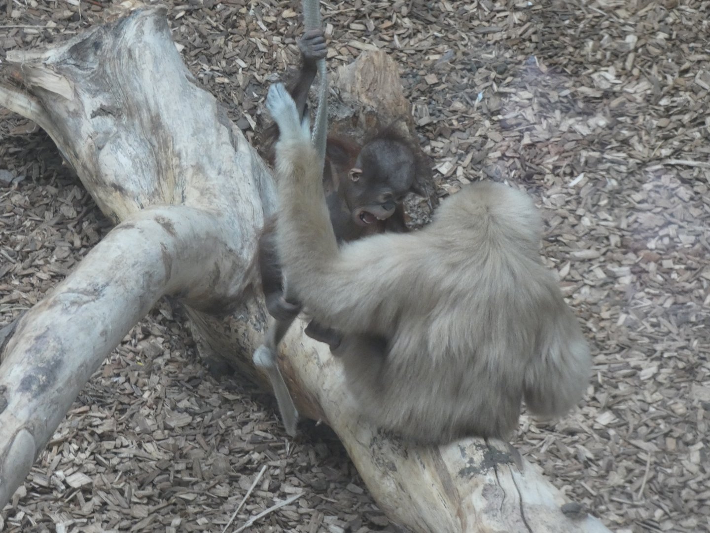 1 year old Bornean Orang-utan & Lar Gibbon