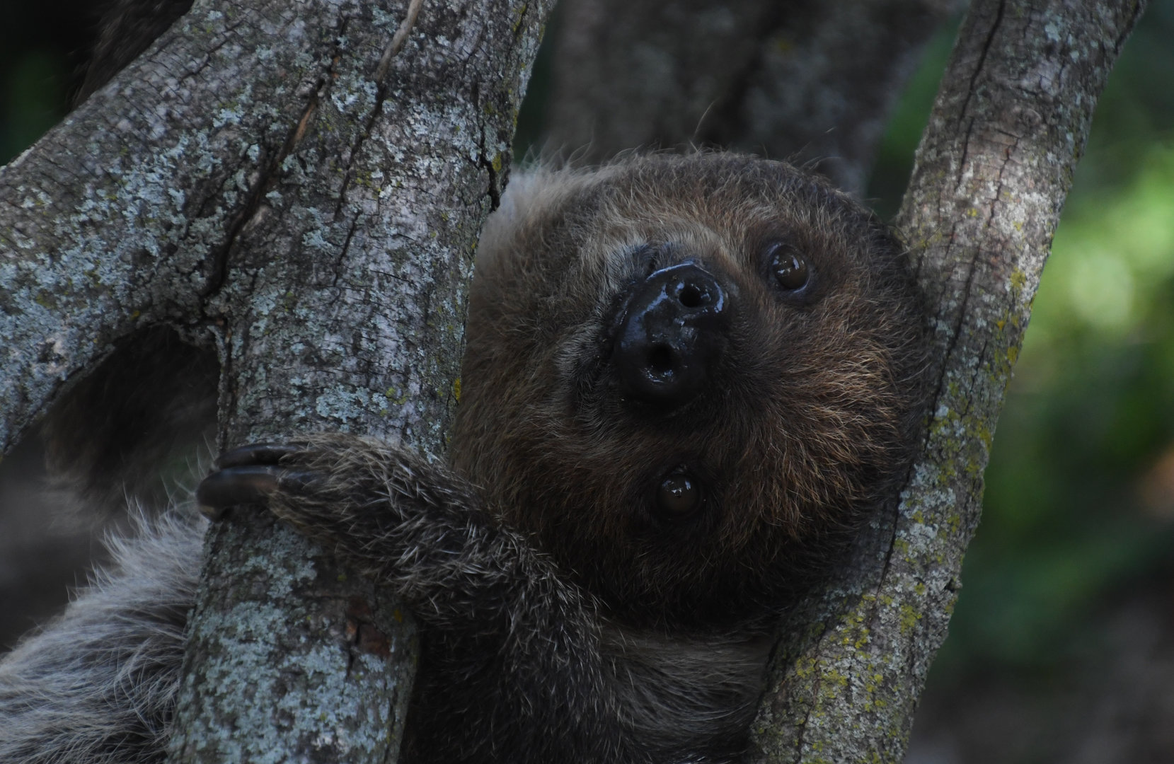 1-year-old Patty the sloth - Animal Ambassadors