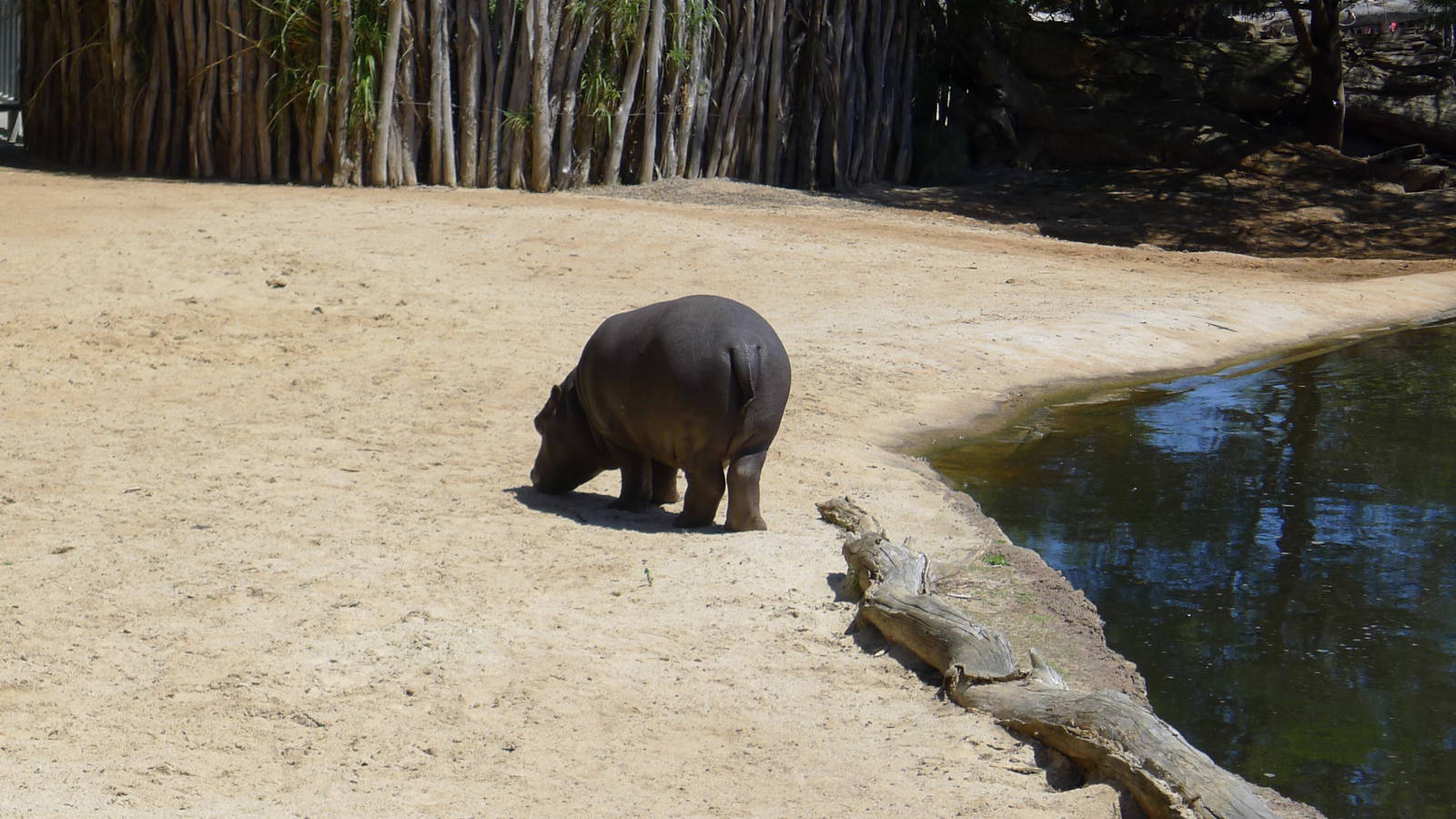 1 YO hipp named Pansy