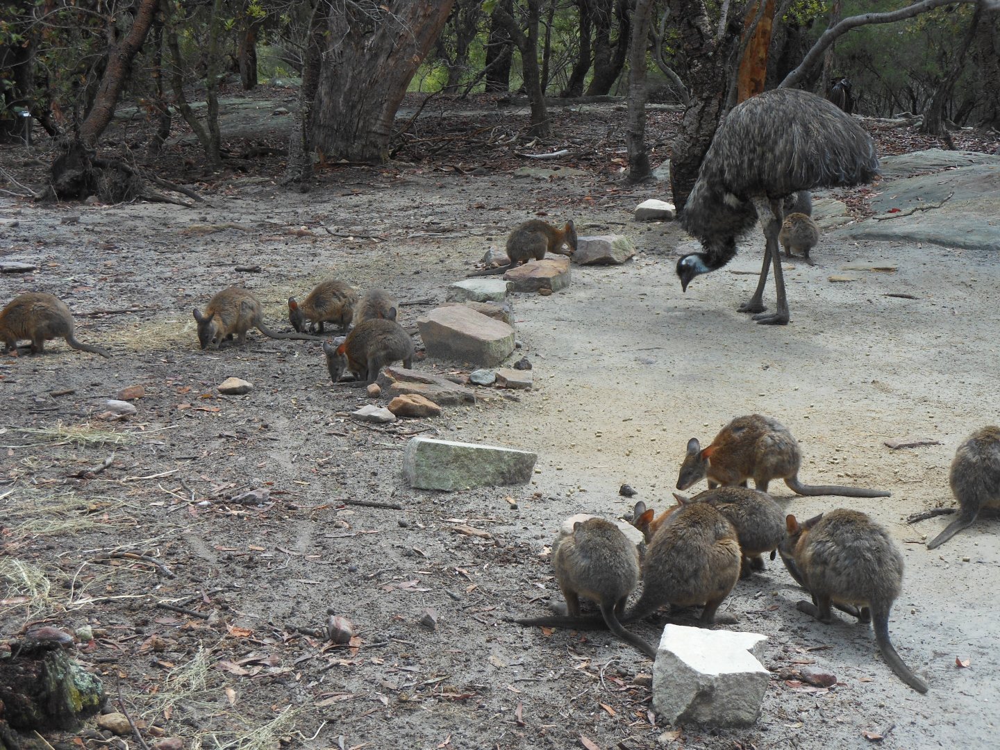 10:00 am Emu & Kangaroo Feed Time