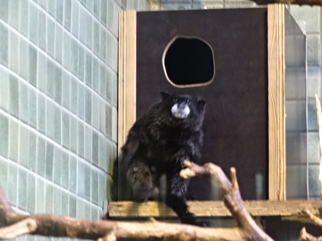 10/06/17 - Graells's tamarin