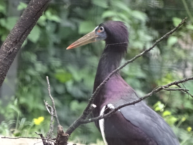 10/08/17 - Abdim's stork